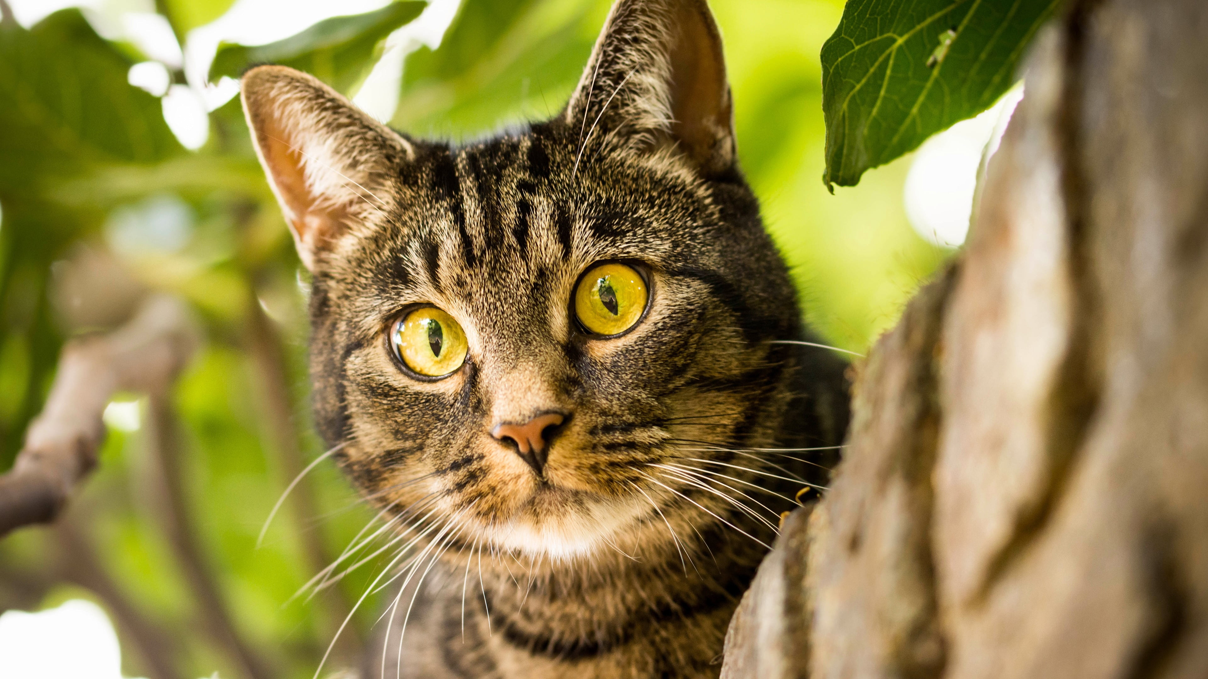 one animal, tabby cat, domestic animals, eyes, animal body part, domestic, animal themes, feline, whiskers, no people, pets, close-up, animal head, portrait, HD Wallpaper