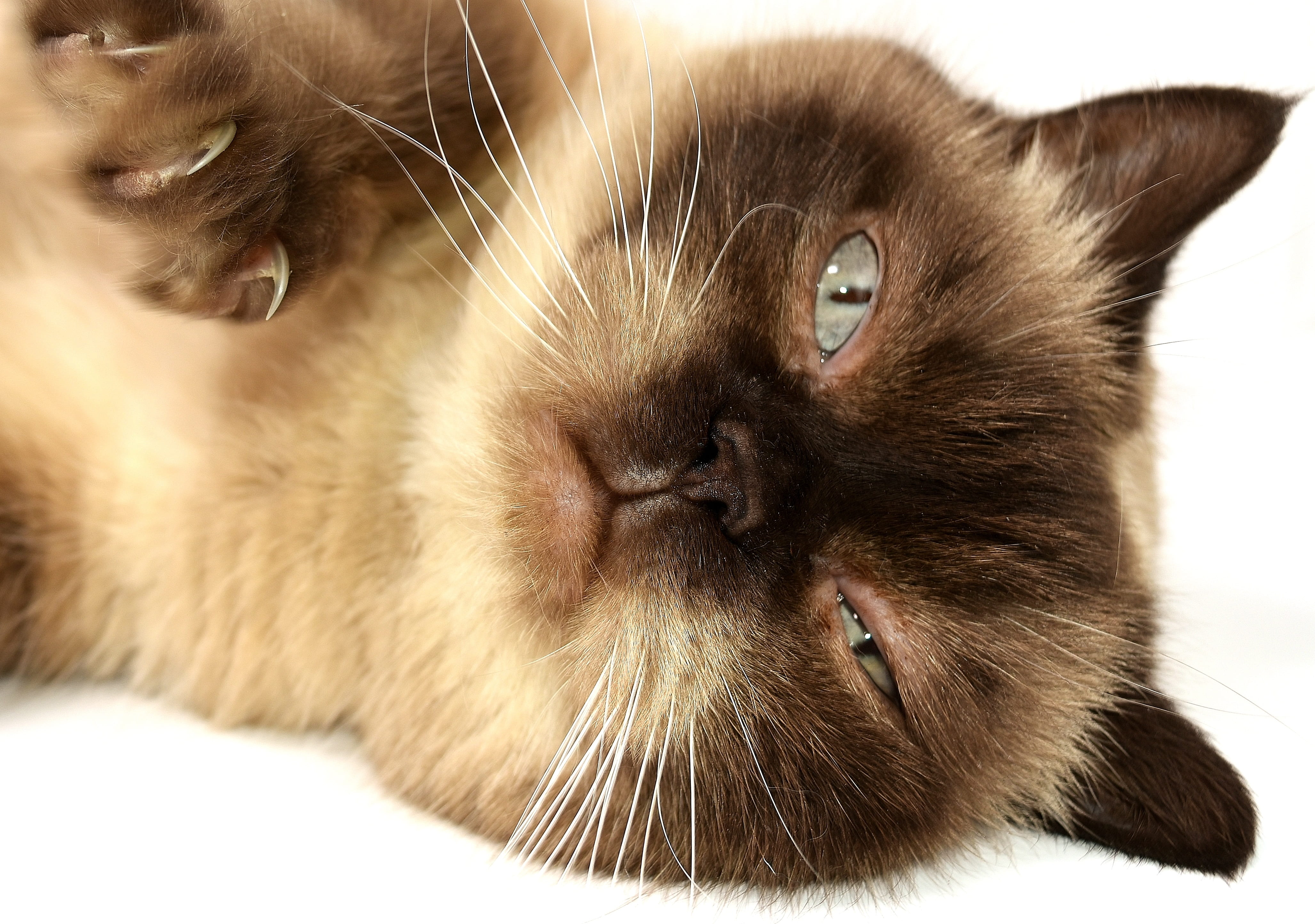 one animal, domestic, mammal, mieze, thoroughbred, animal eye, sweet, vertebrate, indoors, british shorthair cat, bkh, animal, animal hair, british shorthair, HD Wallpaper