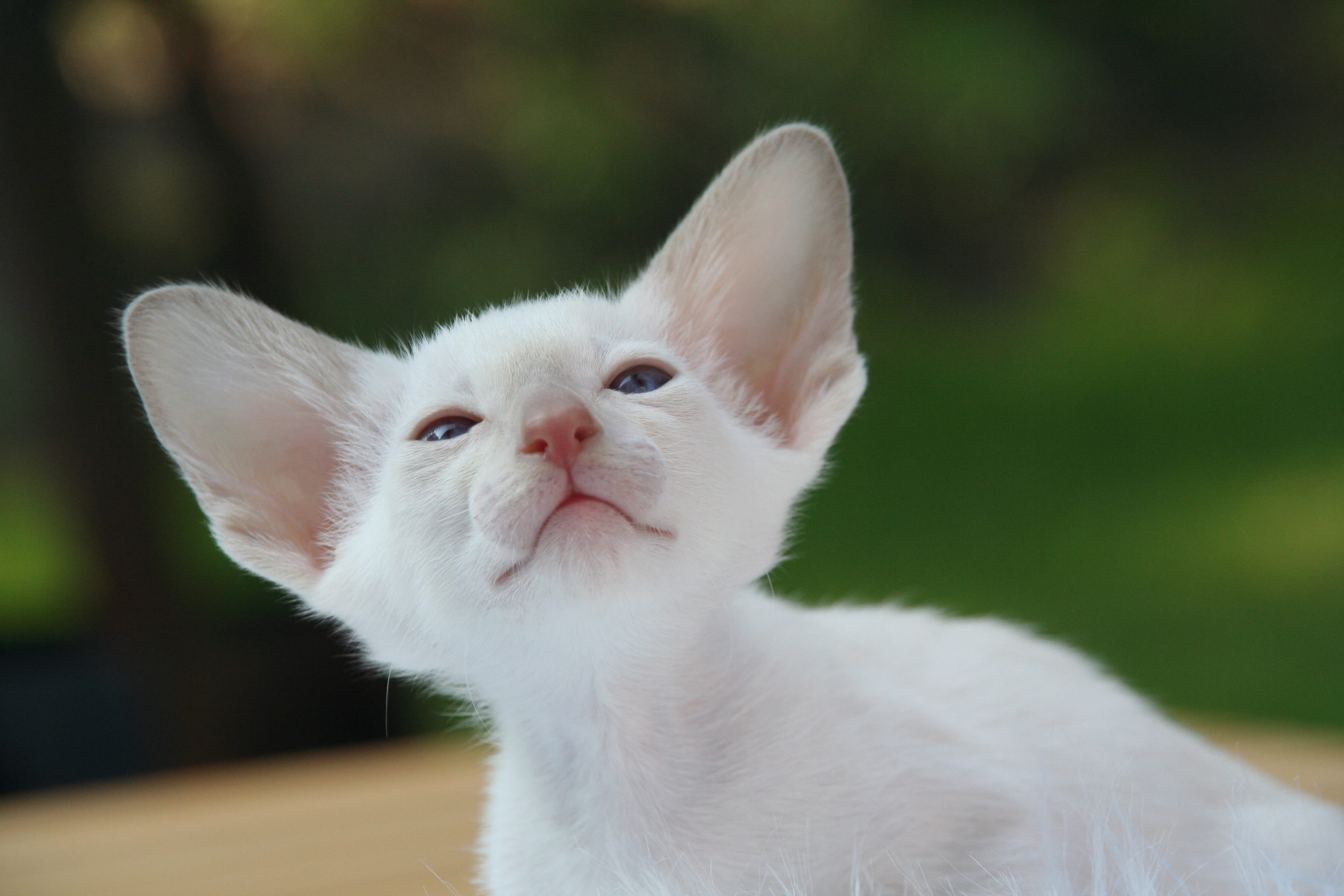 charming, siamese cat, feline, fur, hair, cat, animal head, white, domestic, cat baby, one Animal, pet, baby, fluffy, eye, focus on foreground, whisker, HD Wallpaper