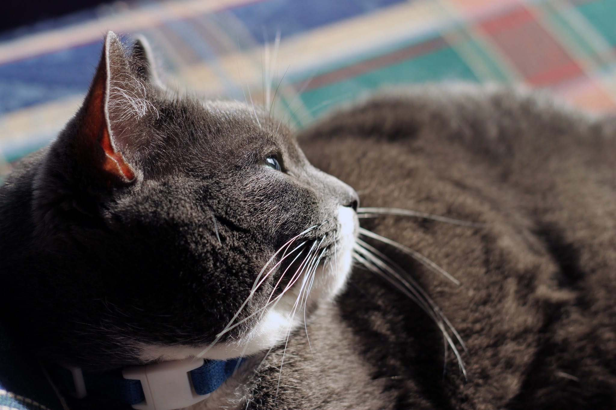 gray, relax, tired, chubby, nose, relaxation, short hair, pets, domestic cat, domestic, no people, adorable, animal body part, whisker, Cheek, fat, indoors, HD Wallpaper
