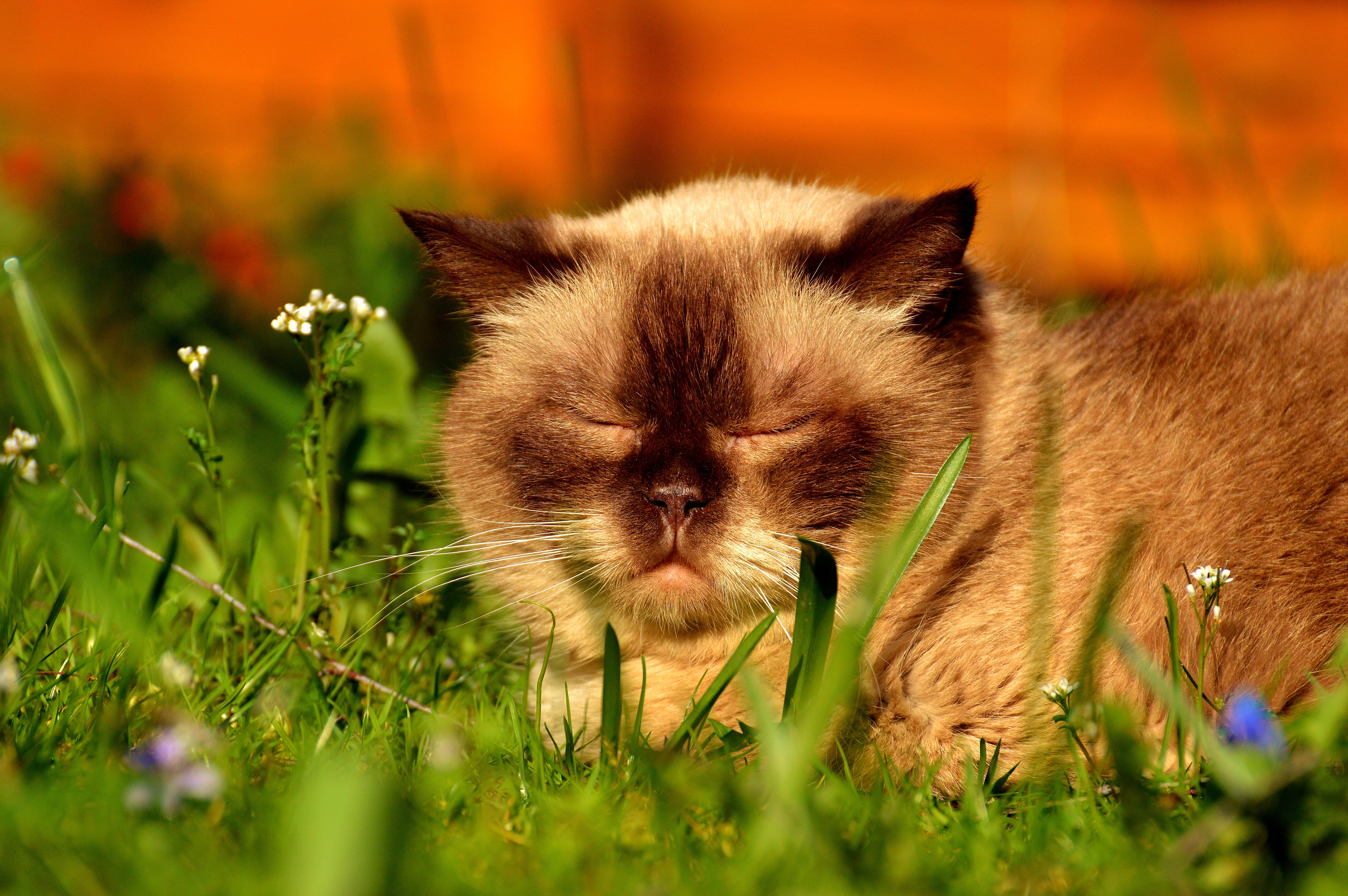 mammal, animal head, relaxation, pet, british shorthair cat, animal world, dear, brown, selective focus, animal themes, meadow, enjoy, small, british shorthair, HD Wallpaper