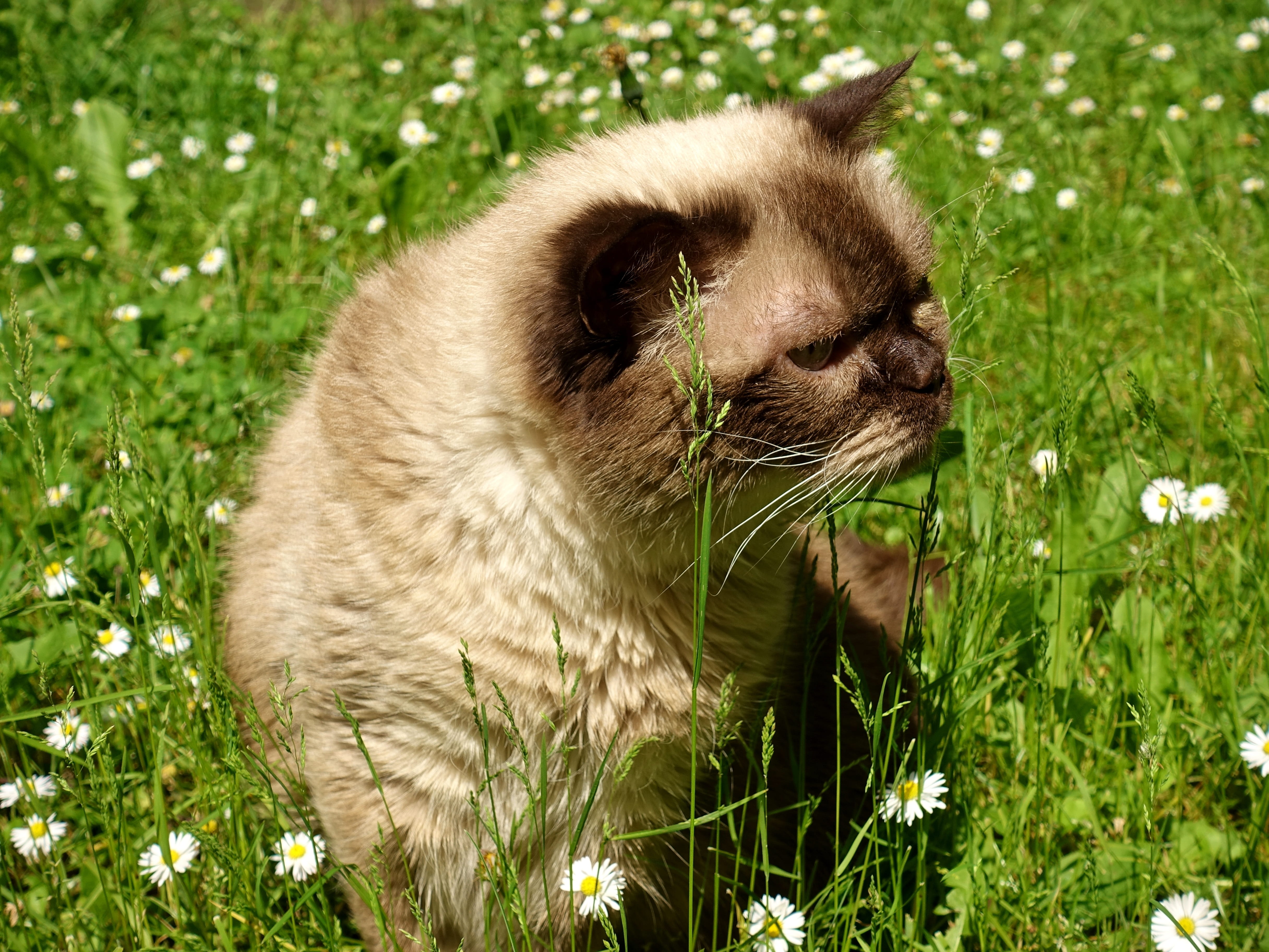 short hair, bkh, no people, british shorthair, domestic cat, pets, mieze, vertebrate, head, furry, domestic animals, cats eyes, animal world, cat, whisker, HD Wallpaper