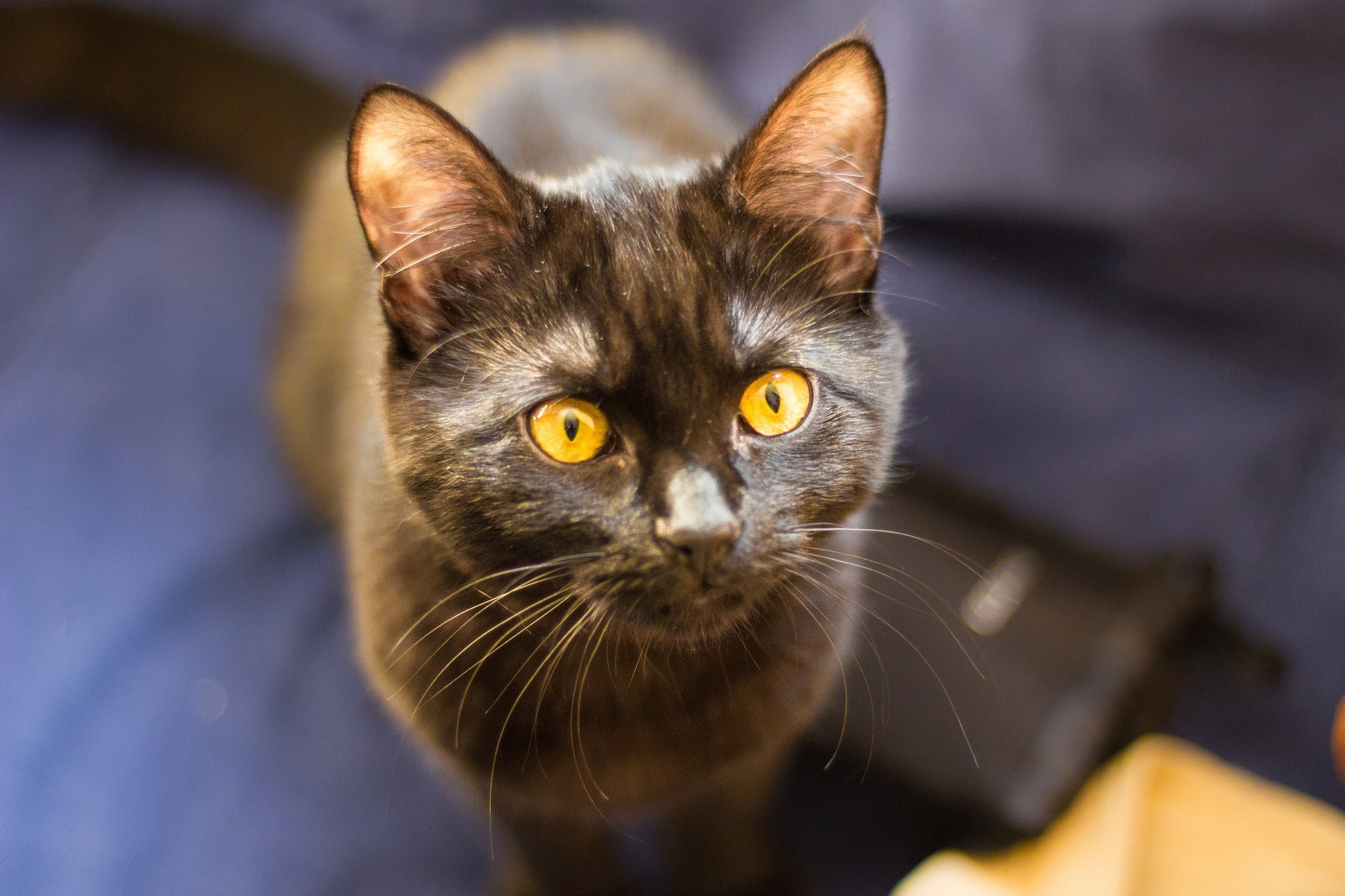 animal body part, cute, whisker, feline, body part, one animal, tortoiseshell, eyes, photography, kitty, looking at camera, pet, indoors, whiskers, animal eye, HD Wallpaper
