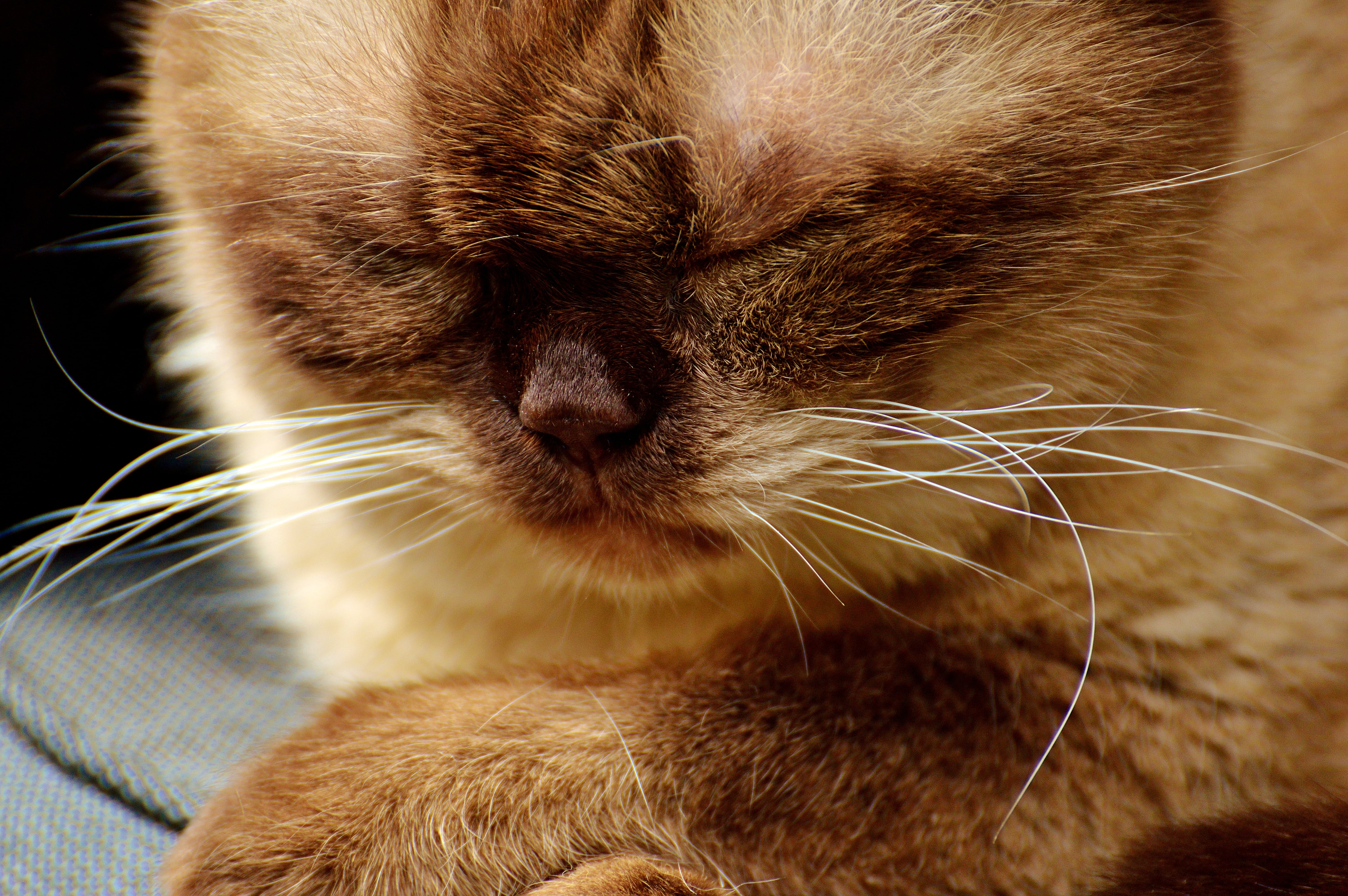 cat, short hair, hair, british shorthair, brown, animal themes, feline, 5K, vertebrate, rest, beautiful, animal head, aggression, mammal, thoroughbred, HD Wallpaper