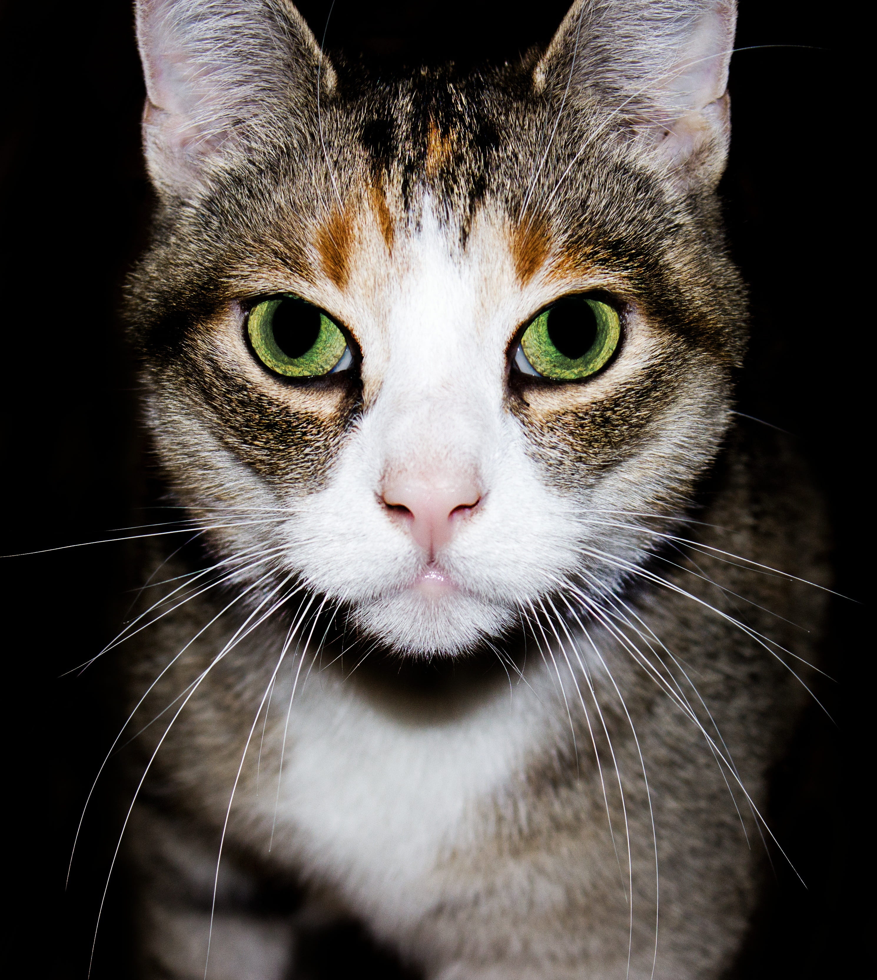 focus on foreground, pet, adidas, cat face, black background, portrait, cat, tabby, pets, snout, cat portrait, short hair, close-up, young cat, domestic cat, Phone HD Wallpaper
