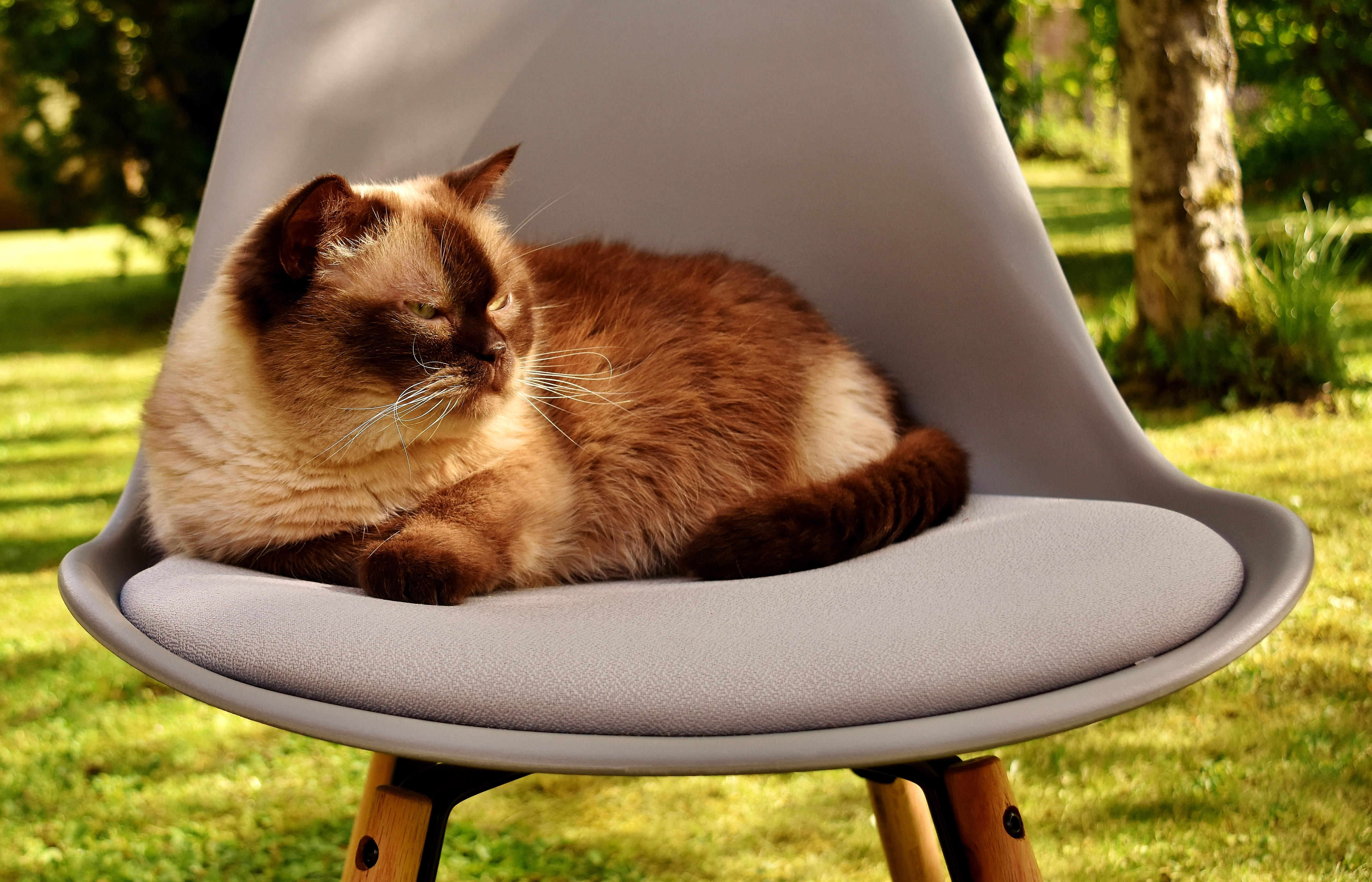 short hair, domestic animals, chair, animal world, pets, no people, sleeping, animal, grass, reclining, thoroughbred, pet, gray, animal themes, napping, HD Wallpaper