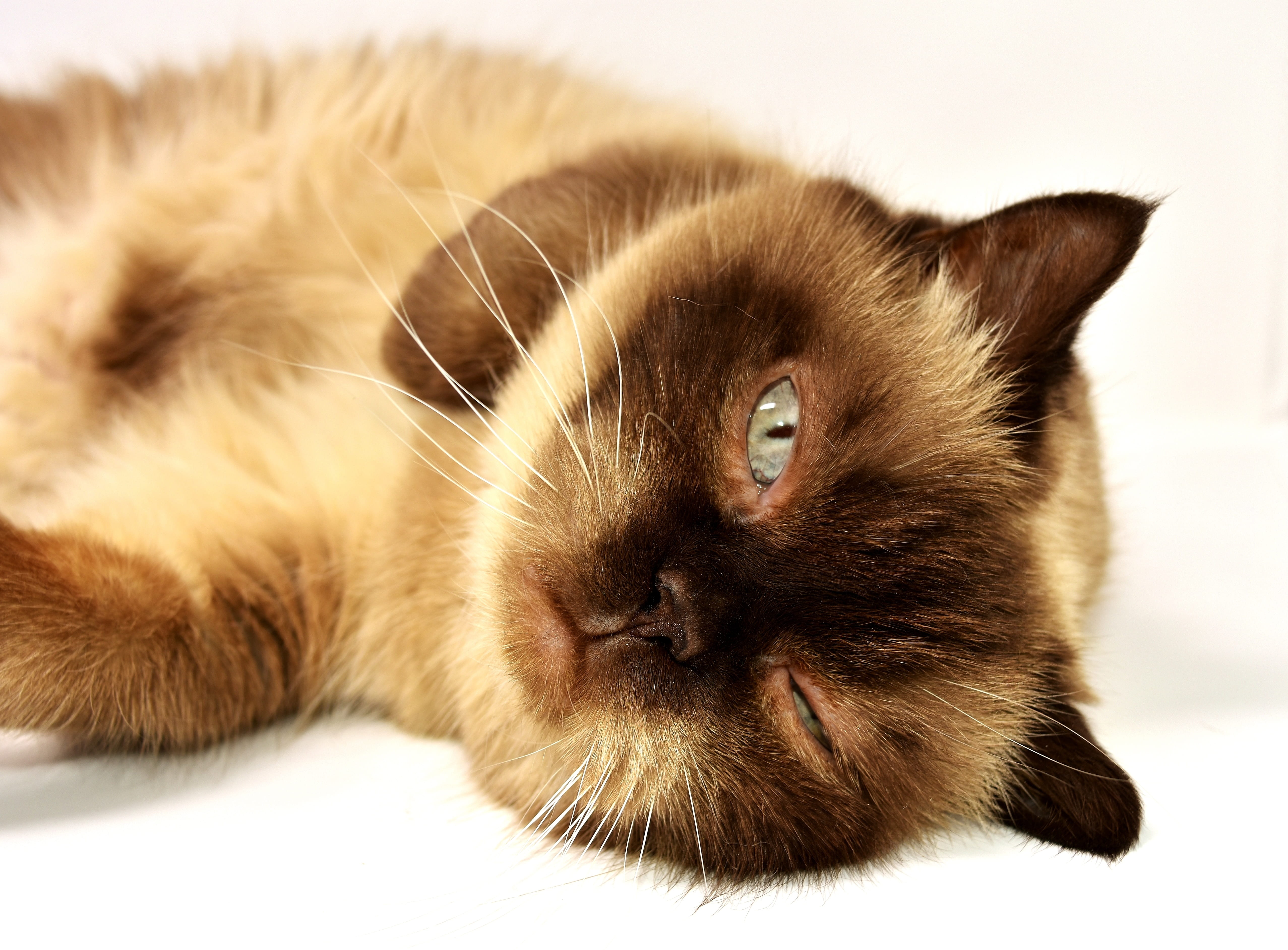 british shorthair, animal body part, looking at camera, mieze, whisker, thoroughbred, mammal, short hair, animal head, pet, bkh, close-up, vertebrate, portrait, HD Wallpaper