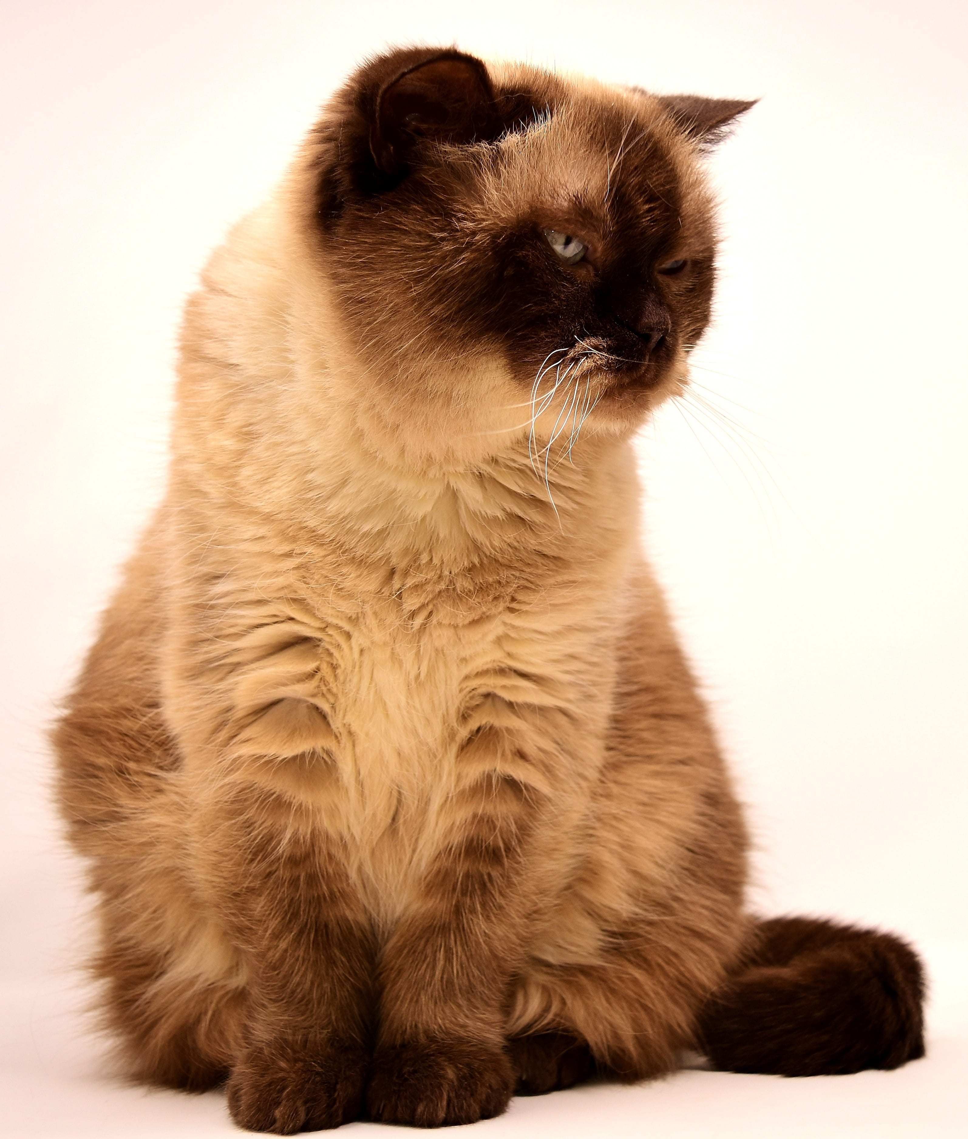 sitting, vertebrate, animal, short hair, pet, pets, sweet, cat, feline, british, close-up, studio shot, bkh, breed cat, one animal, indoors, british shorthair cat, Phone HD Wallpaper