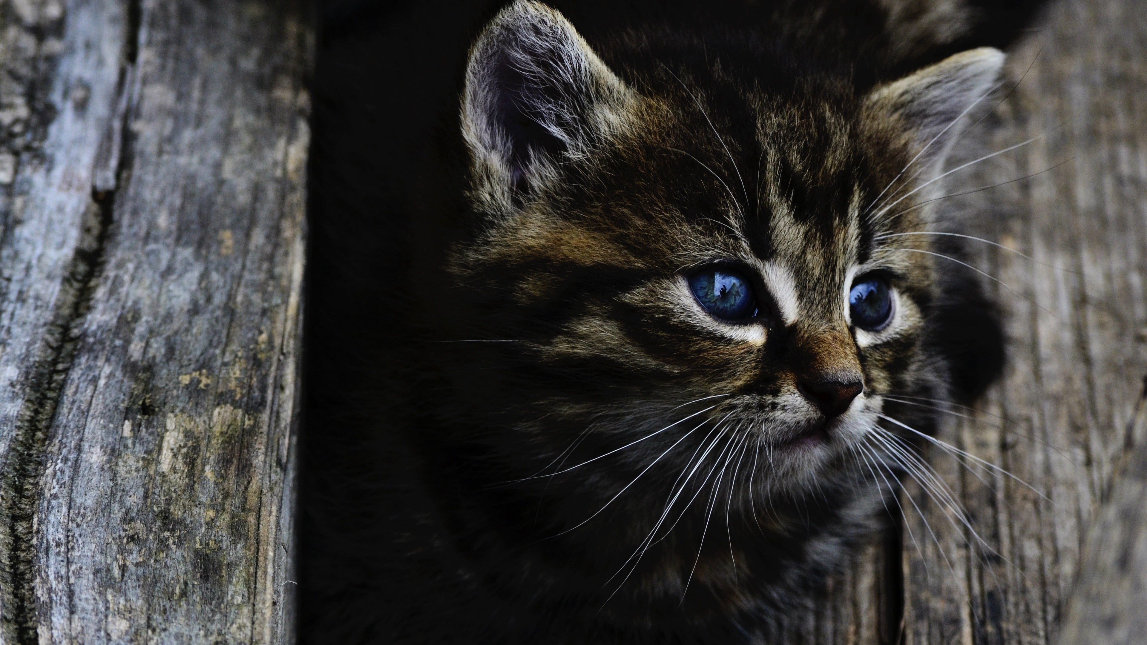whisker, animal eye, pets, close-up, animal head, wood - material, focus on foreground, animal body part, short haired cat, animal, one animal, domestic cat, HD Wallpaper