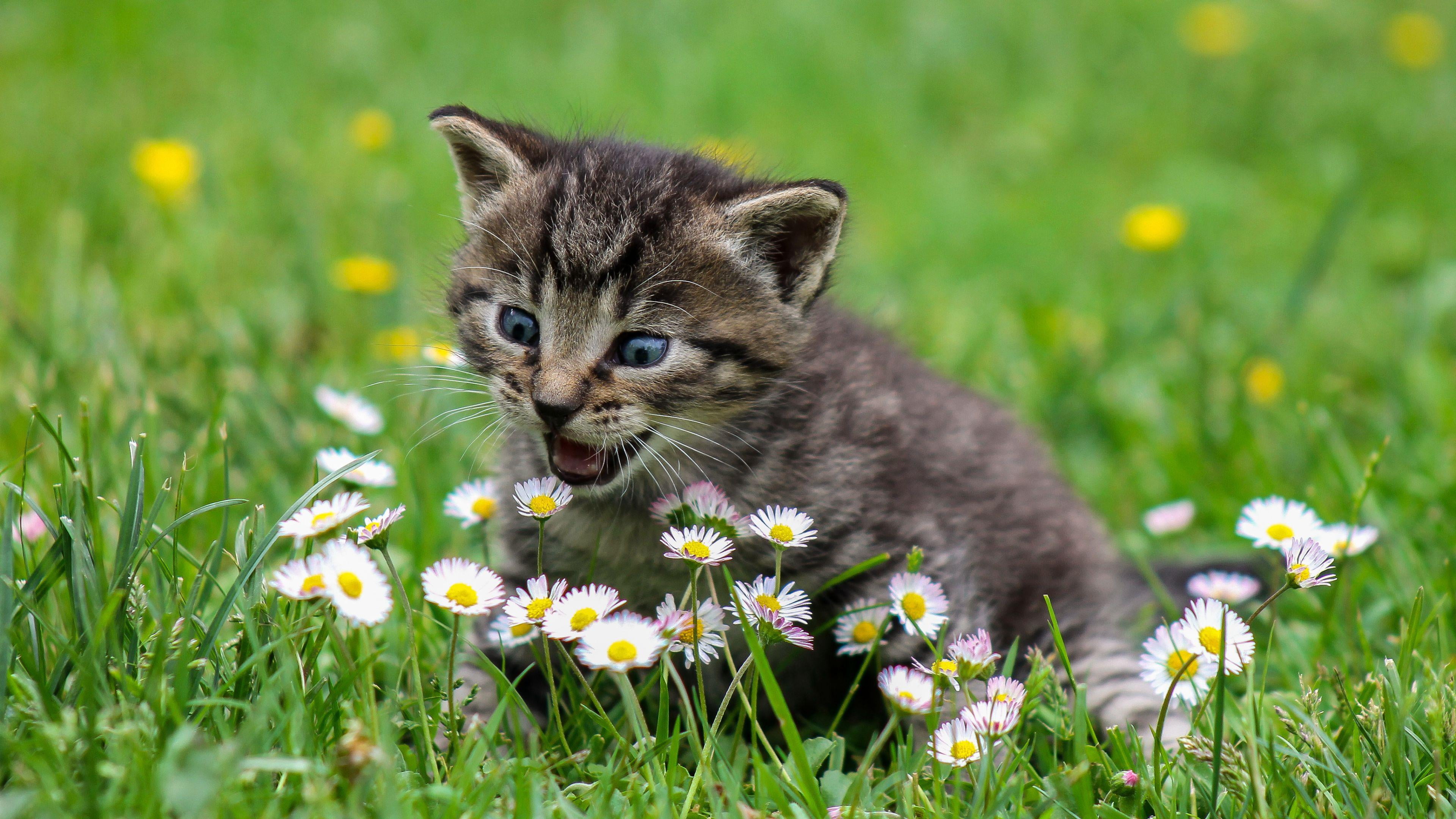 nature, land, feline, short haired cat, flowering plant, animal themes, flower, grass, one animal, green color, domestic animals, animal, field, pets, whiskers, HD Wallpaper