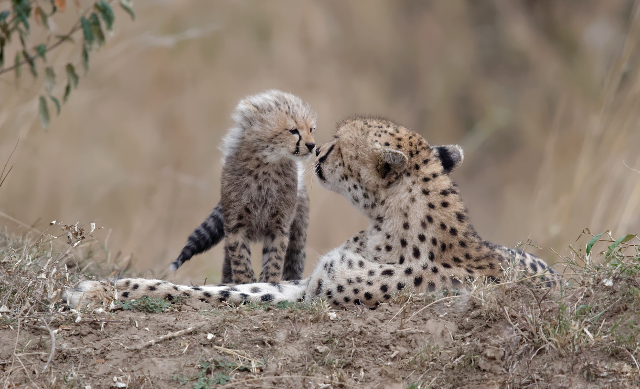 baby animals, 1080P, big cats, animals, HD Wallpaper