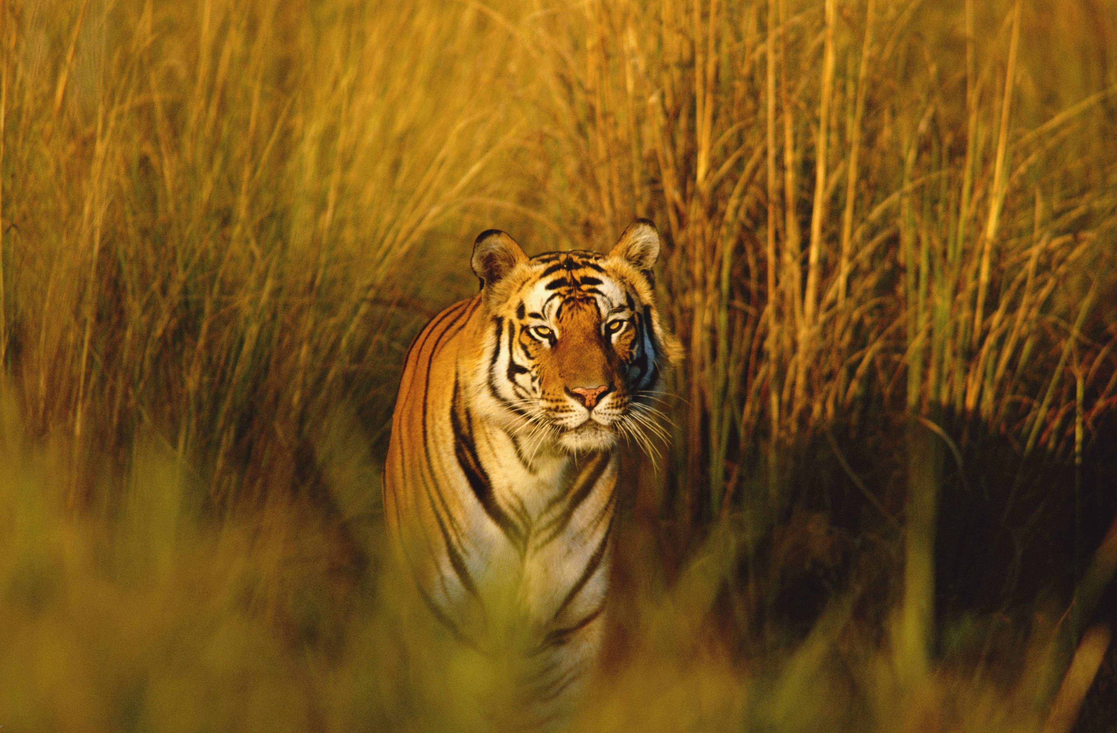 animal, big cat, plant, portrait, beauty in nature, tiger, no people, carnivora, bengal tiger 4k new  full hd, animal wildlife, animal themes, vertebrate, HD Wallpaper