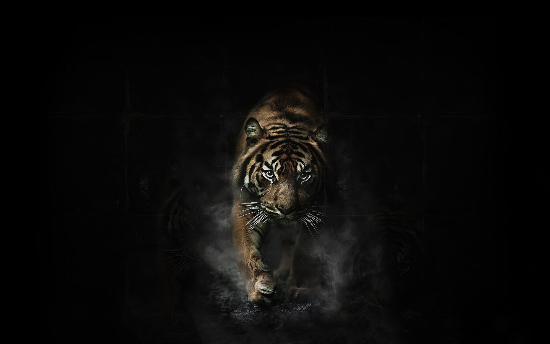 black background, no people, domestic animals, studio shot, one animal, tiger, looking at camera, big cat, portrait, animal, front view, indoors, dark, HD Wallpaper