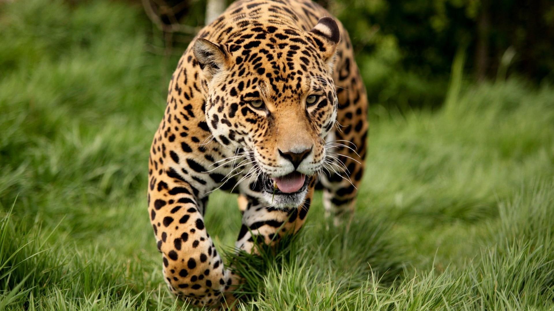 fur, predator, 1080P, leopard, wild cat, furry, big cat, HD Wallpaper