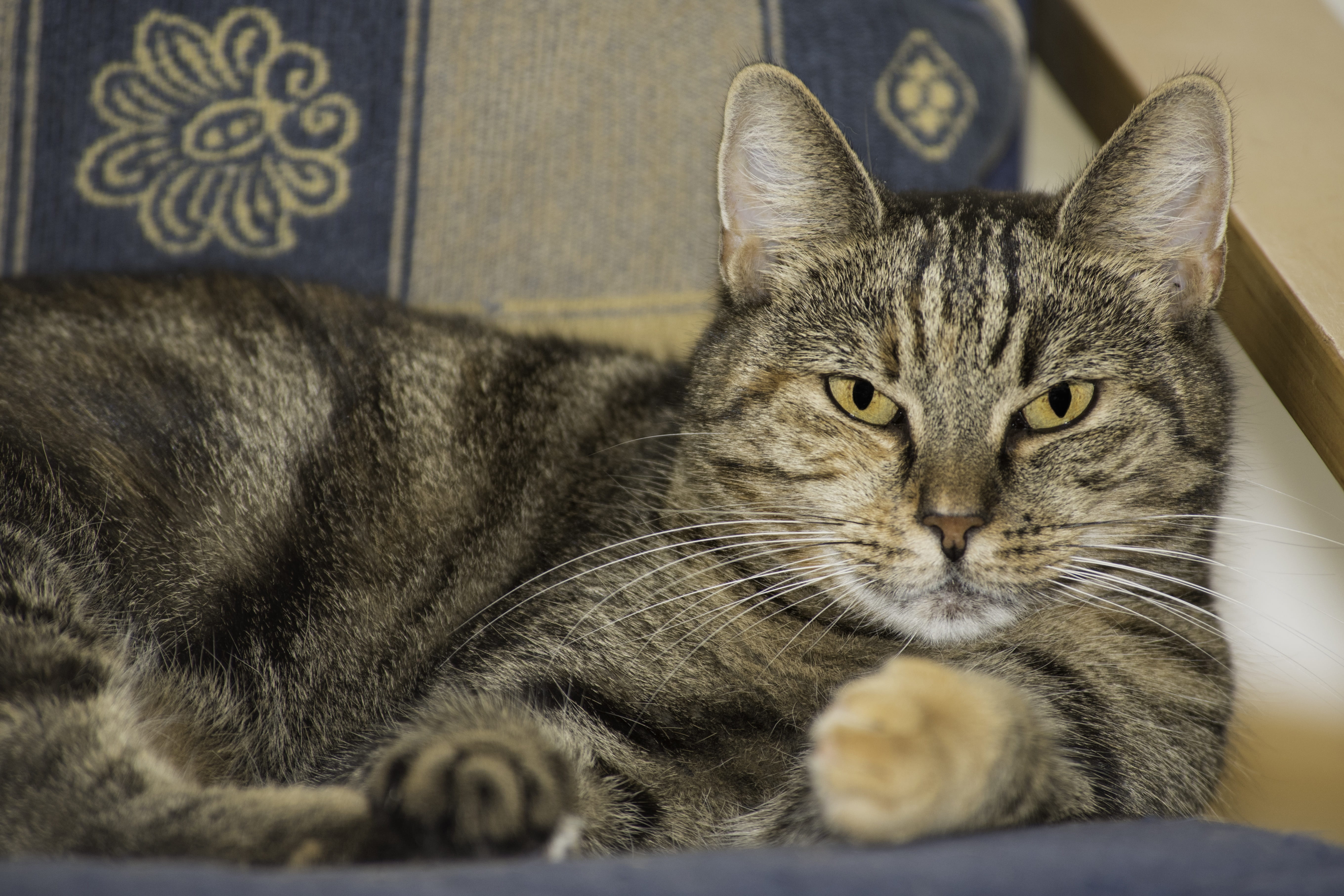 close-up, relaxation, pretty, sofa, feline, domesticated, background, face, animal head, sweet, beard hair, small nose, animal, hair, happy, whisker, public record, HD Wallpaper