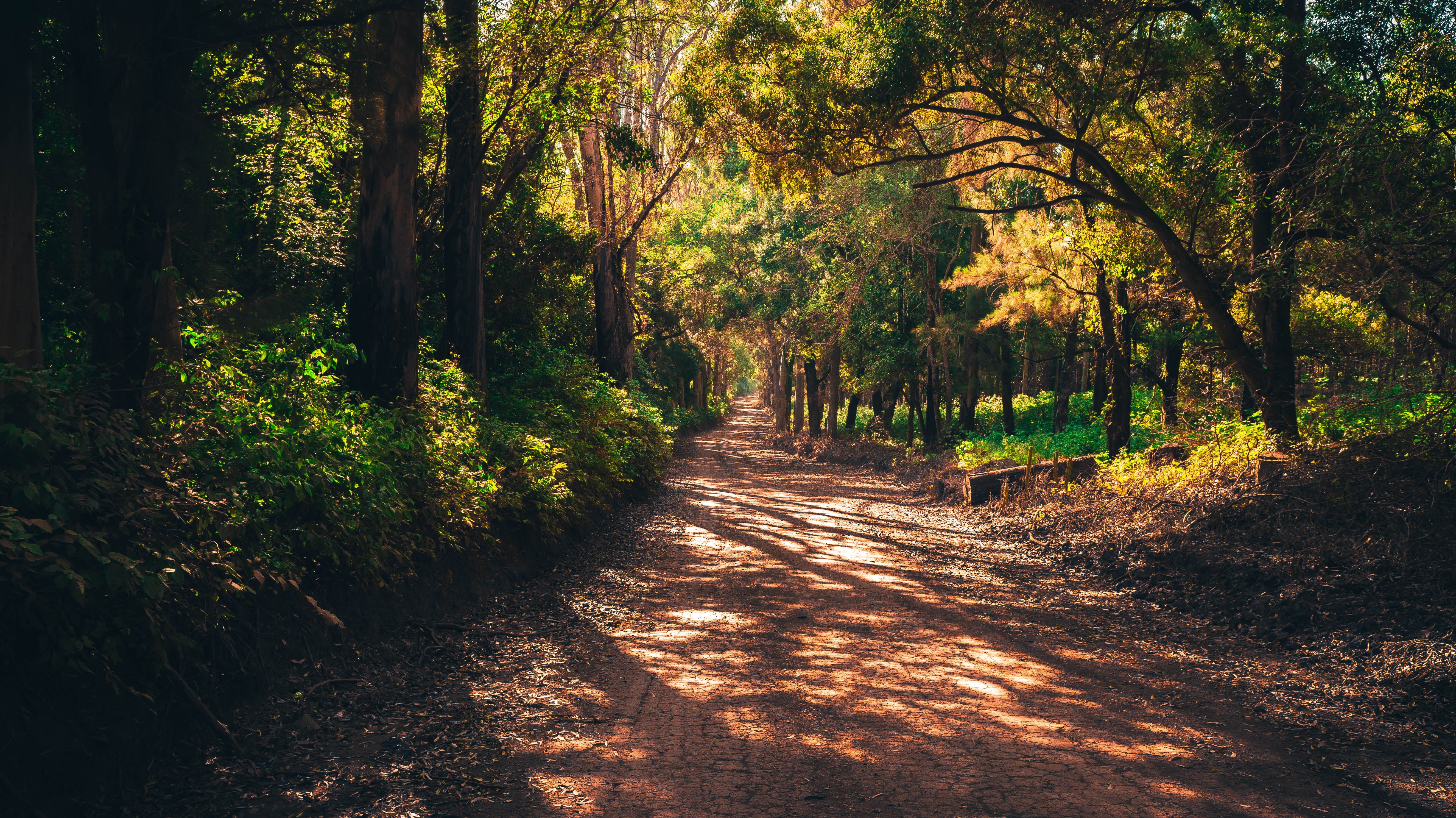 scenics - nature, beauty in nature, day, 5K, flying, mato, flora, ride, outdoors, road, contemplation, footpath, middle, nature, sunlight, sand, leaves, HD Wallpaper
