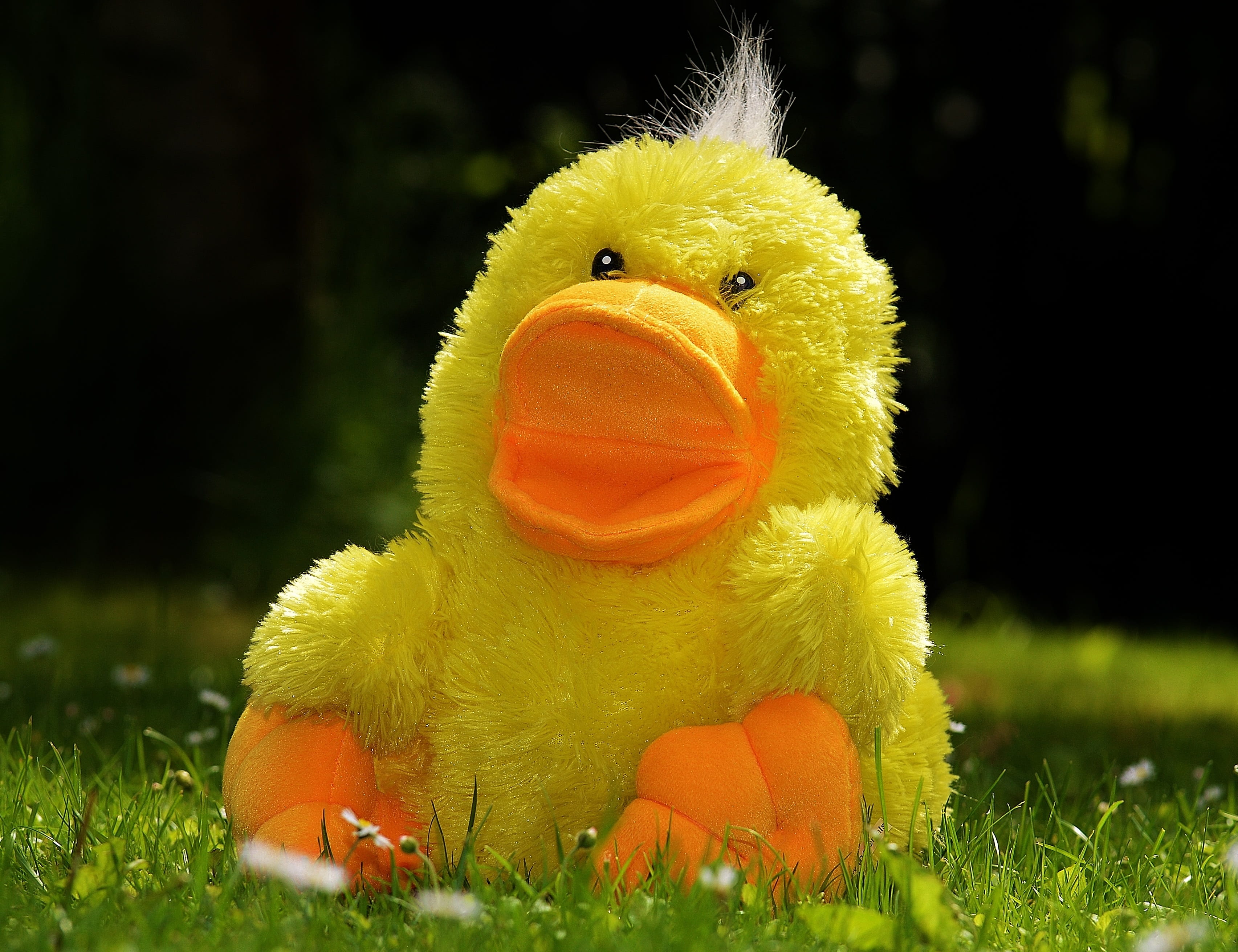 holiday, children, plush toy, yellow, chicken - bird, one animal, duck, focus on foreground, no people, focus, animal, toys, vertebrate, toy, nature, green, HD Wallpaper