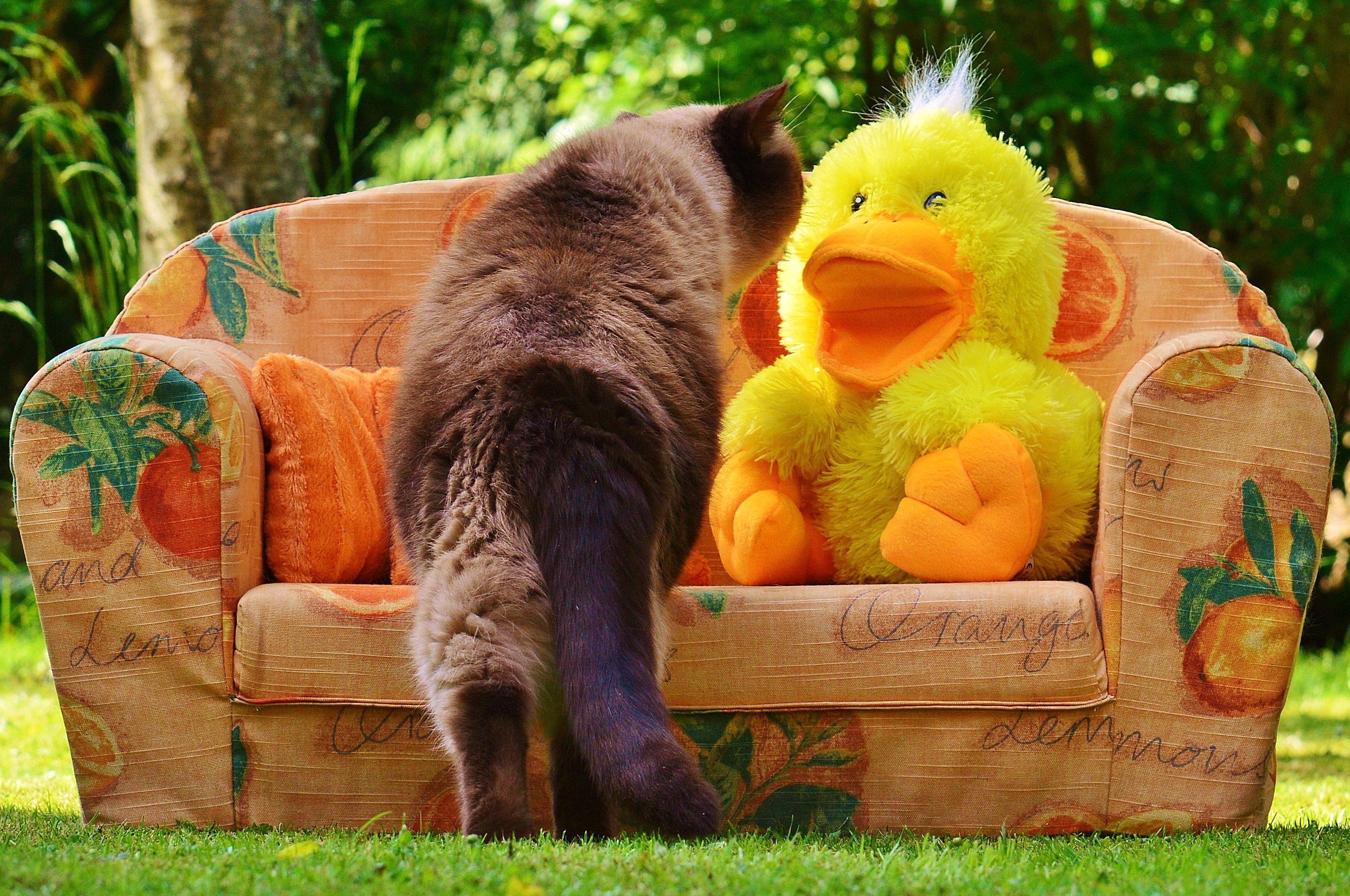 domestic cat, vertebrate, feline, cute, soft toy, container, animal themes, pets, yellow, sofa, children, toys, domestic, whisker, day, 2K, nature, duck, HD Wallpaper