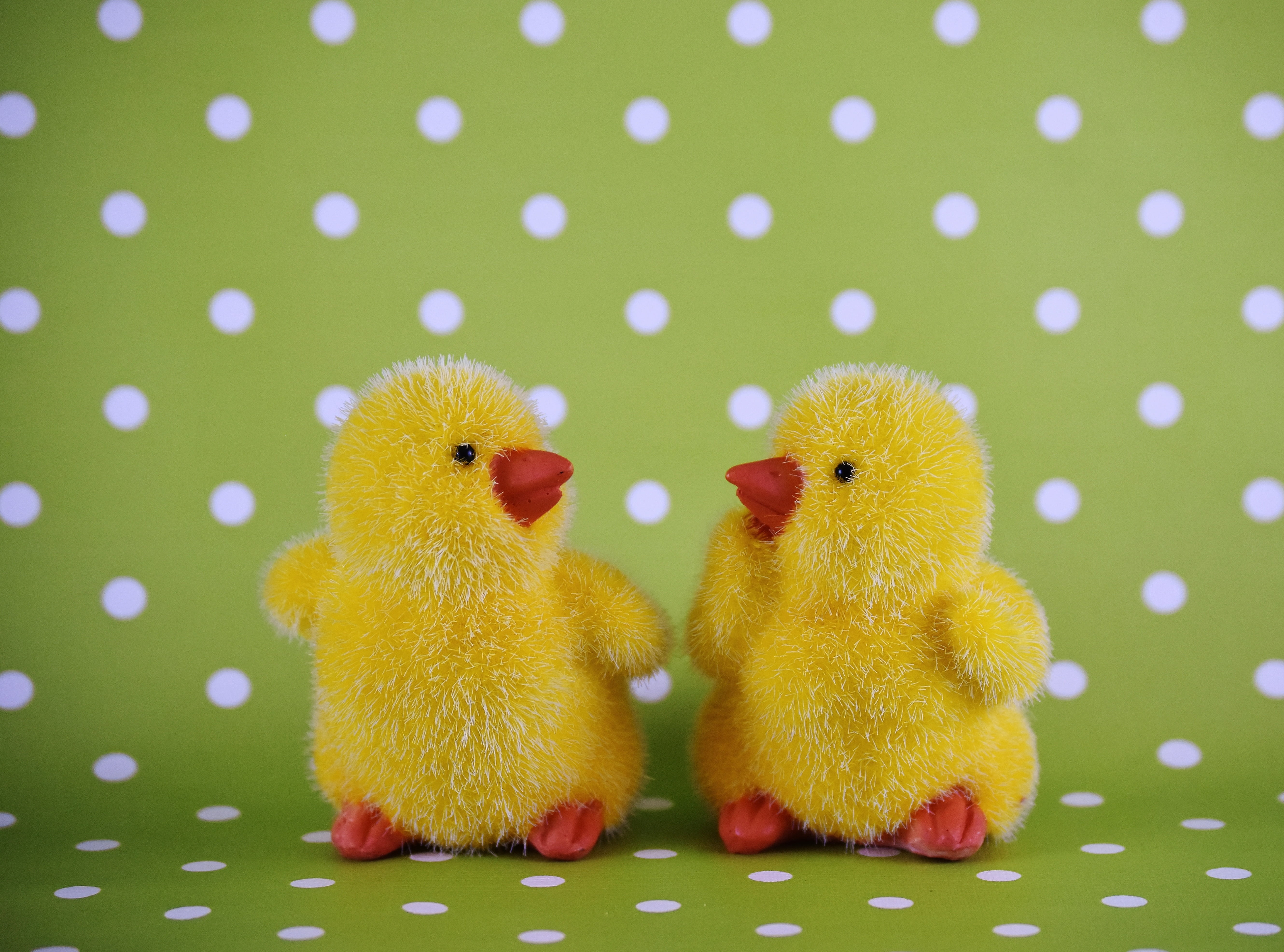 pattern, cute, animal, livestock, decoration, chicken - bird, bird, childhood, close-up, animal representation, indoors, young bird, day, baby chicken, HD Wallpaper
