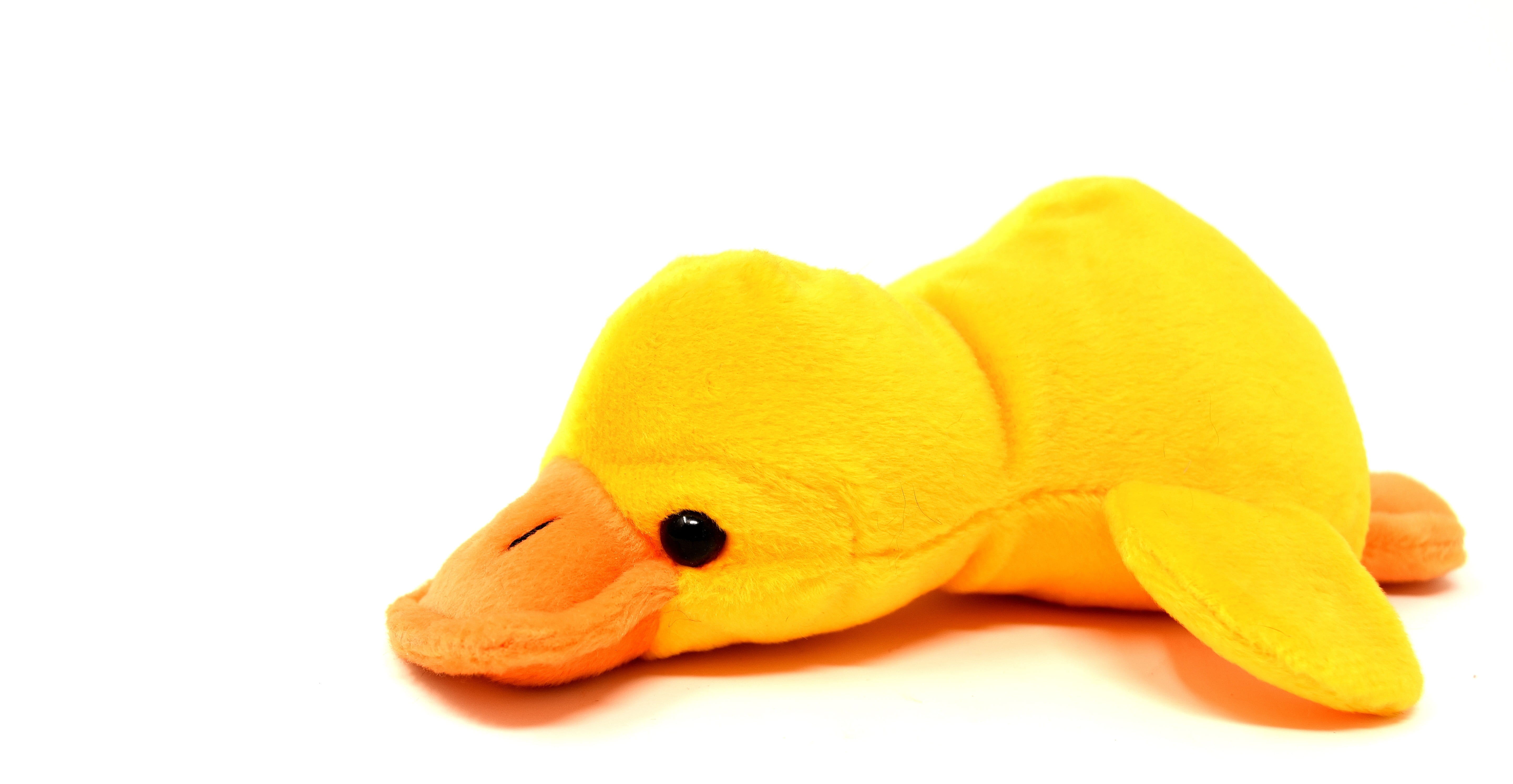 close-up, no people, cut out, toy, animal wildlife, vertebrate, white background, teddy bear, duck, reptile, animal representation, yellow, copy space, HD Wallpaper