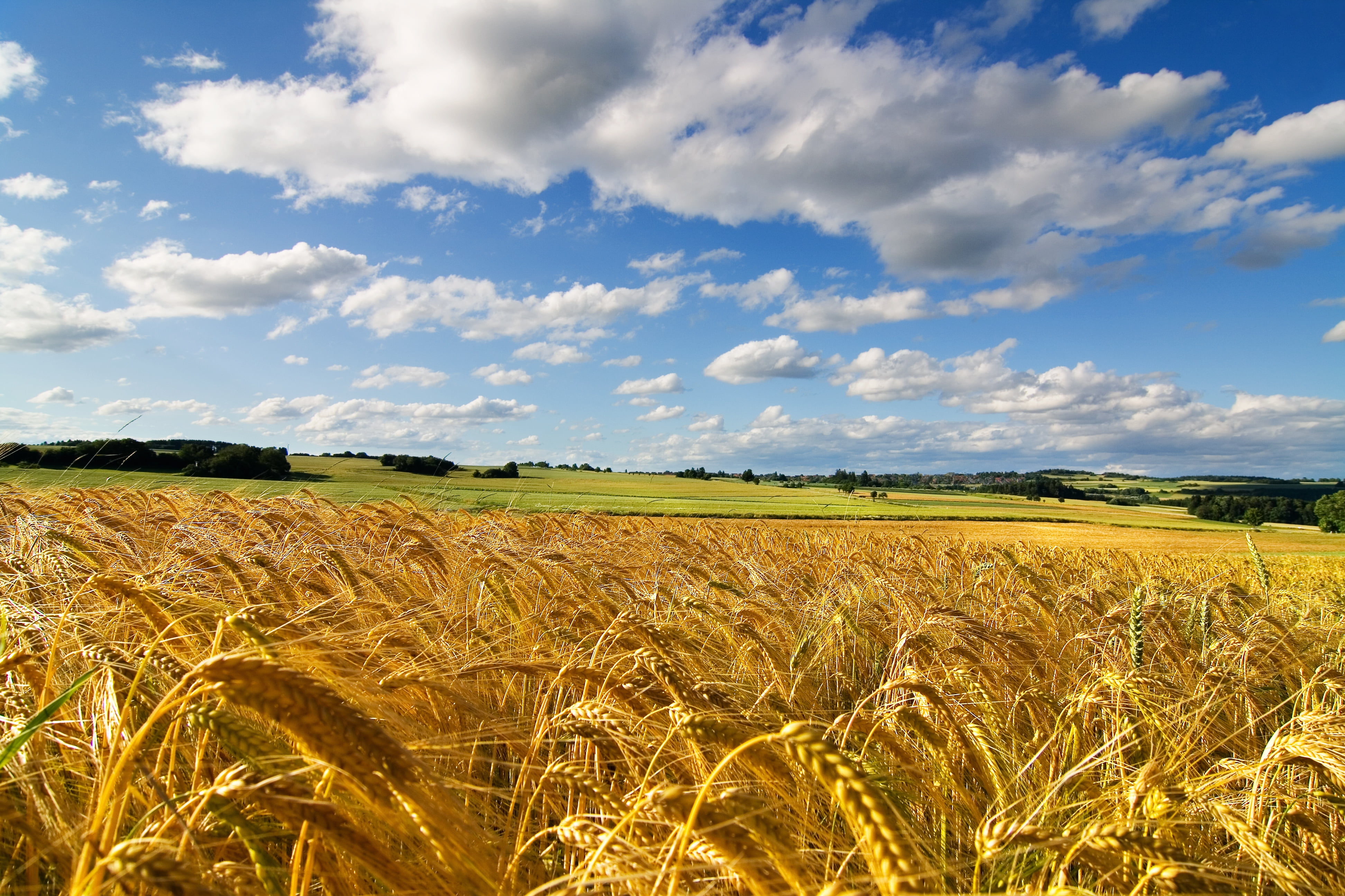 crop, farm, harvesting, industry, scenics, cereals, tranquility, plantation, blue, cloud - Sky, sunlight, barley, landscape, rye - Grain, nature, land, HD Wallpaper