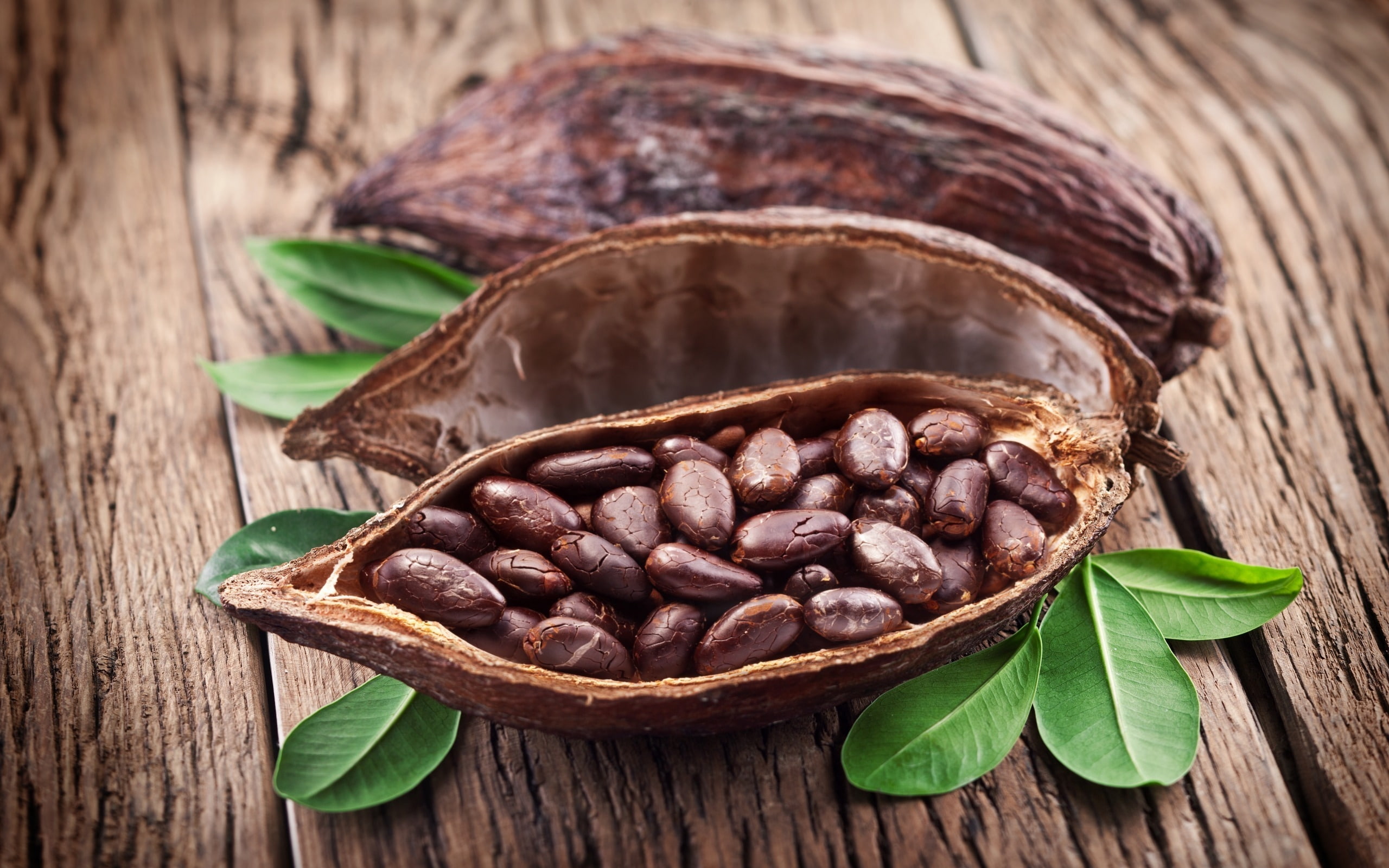 leaves, cacao, 2K, fruit, beans, cocoa, HD Wallpaper