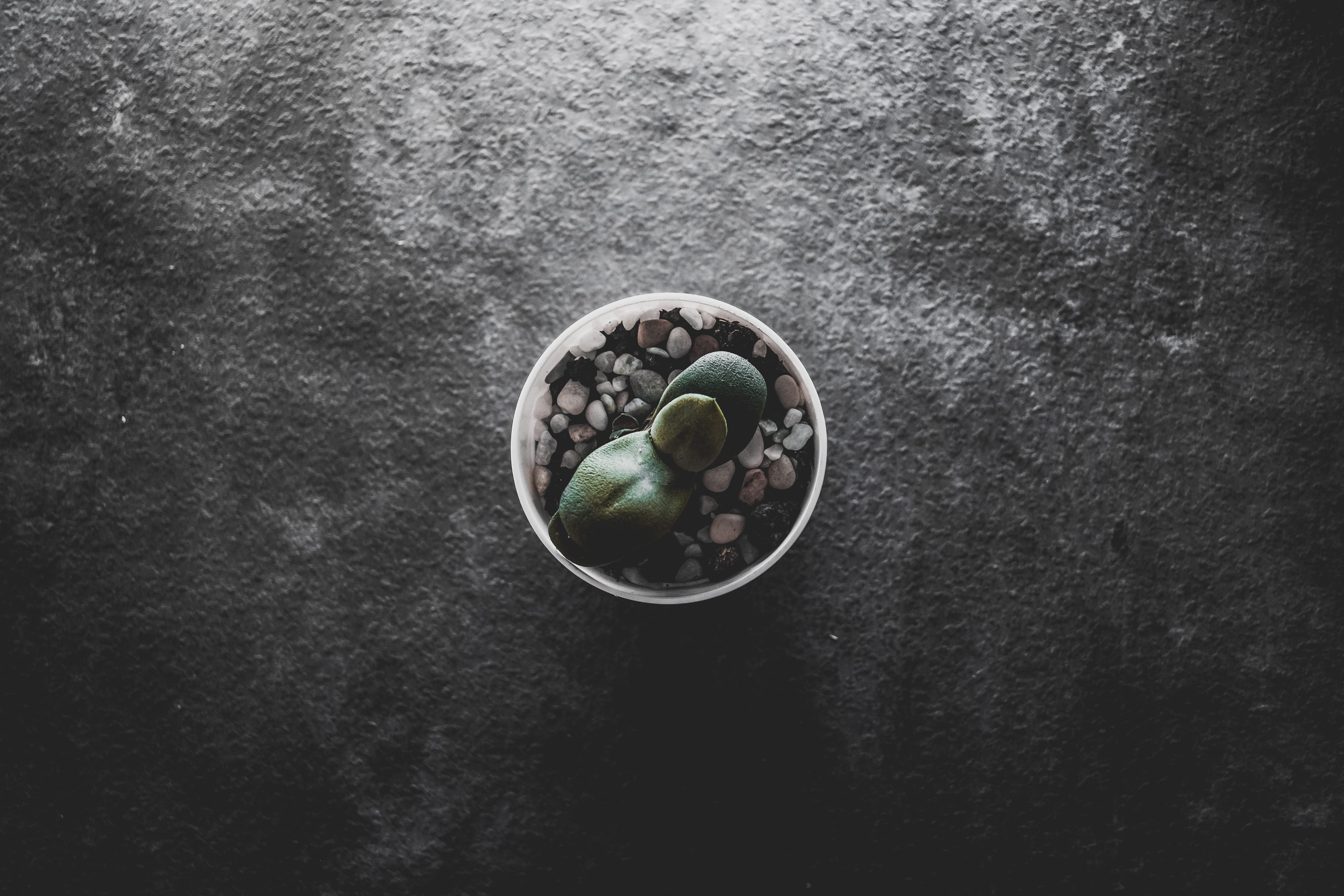 green, japanese food, cutlery, food, wellbeing, plant, green color, sprout, sesame, grain, bean, pea, close-up, angle, seasoning, bowl, table, produce, HD Wallpaper