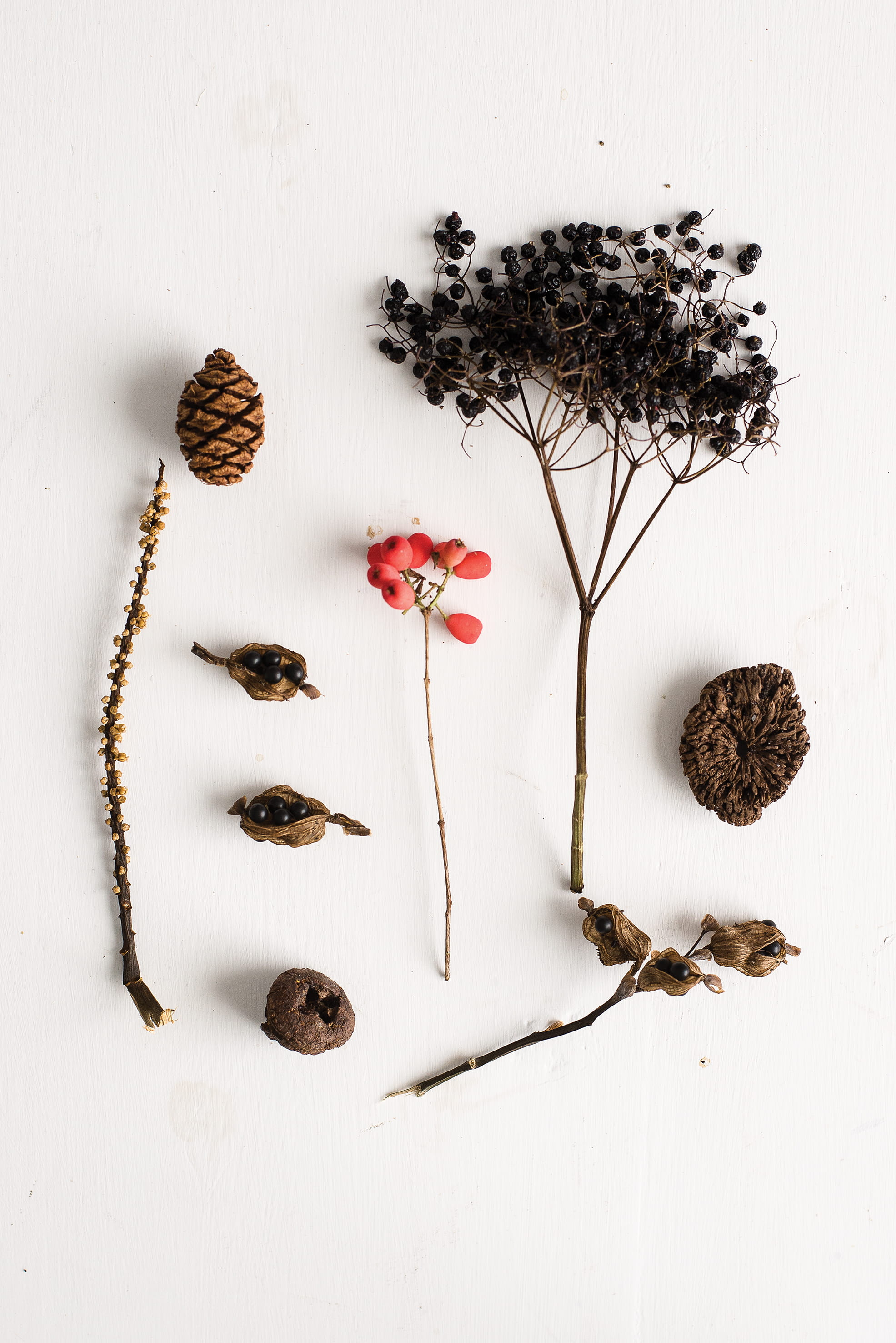 seeds, flowering plant, grain, herb, dill, flower, dried plant, 2K, seasoning, seed, person, no people, high angle view, dead plant, white background, Phone HD Wallpaper