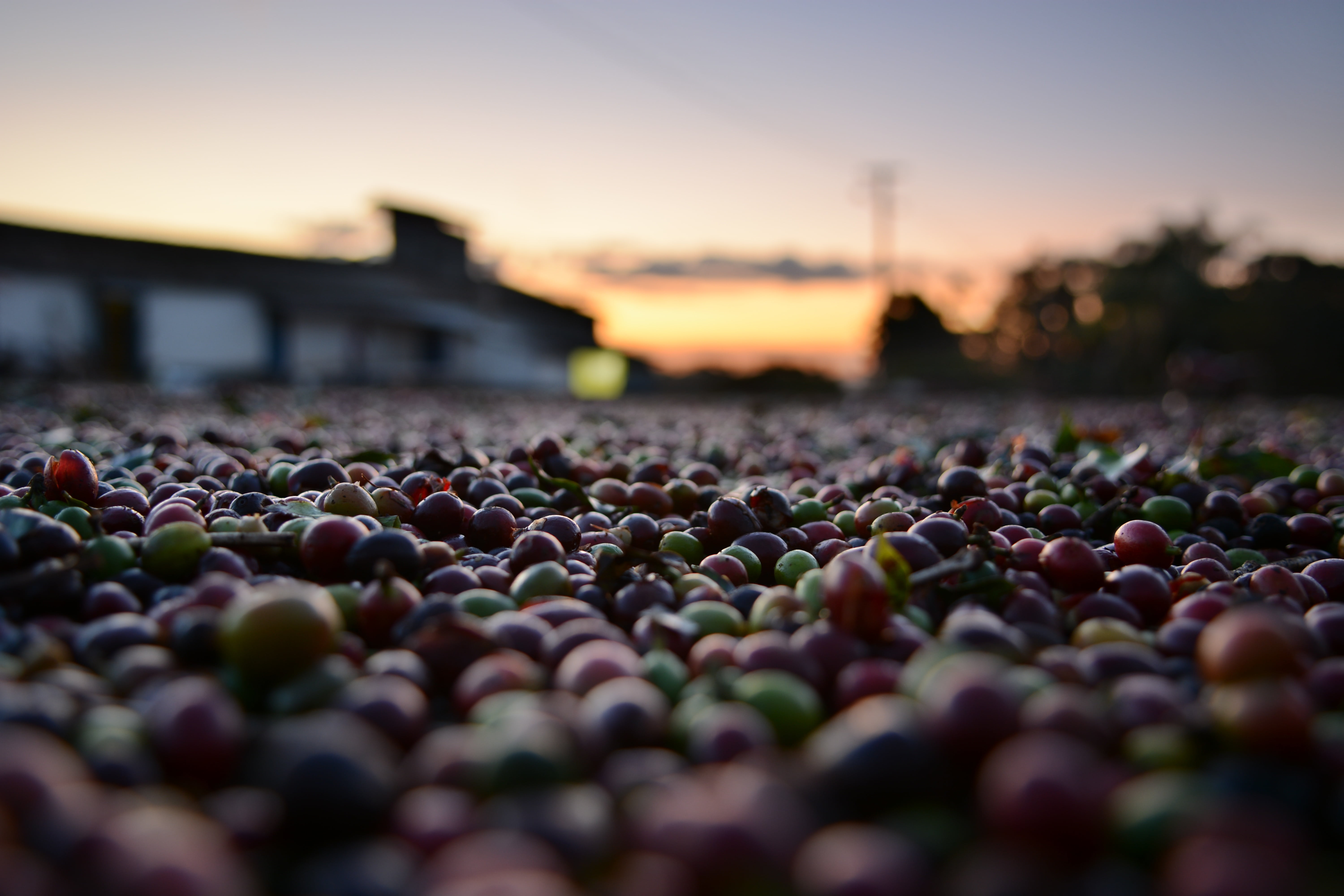 no people, bean, 5K, nature, growing, healthy eating, wood, courtyard, farm, close-up, sunset, vegetable, shot, harvest, plantation, architecture, large group of objects, HD Wallpaper