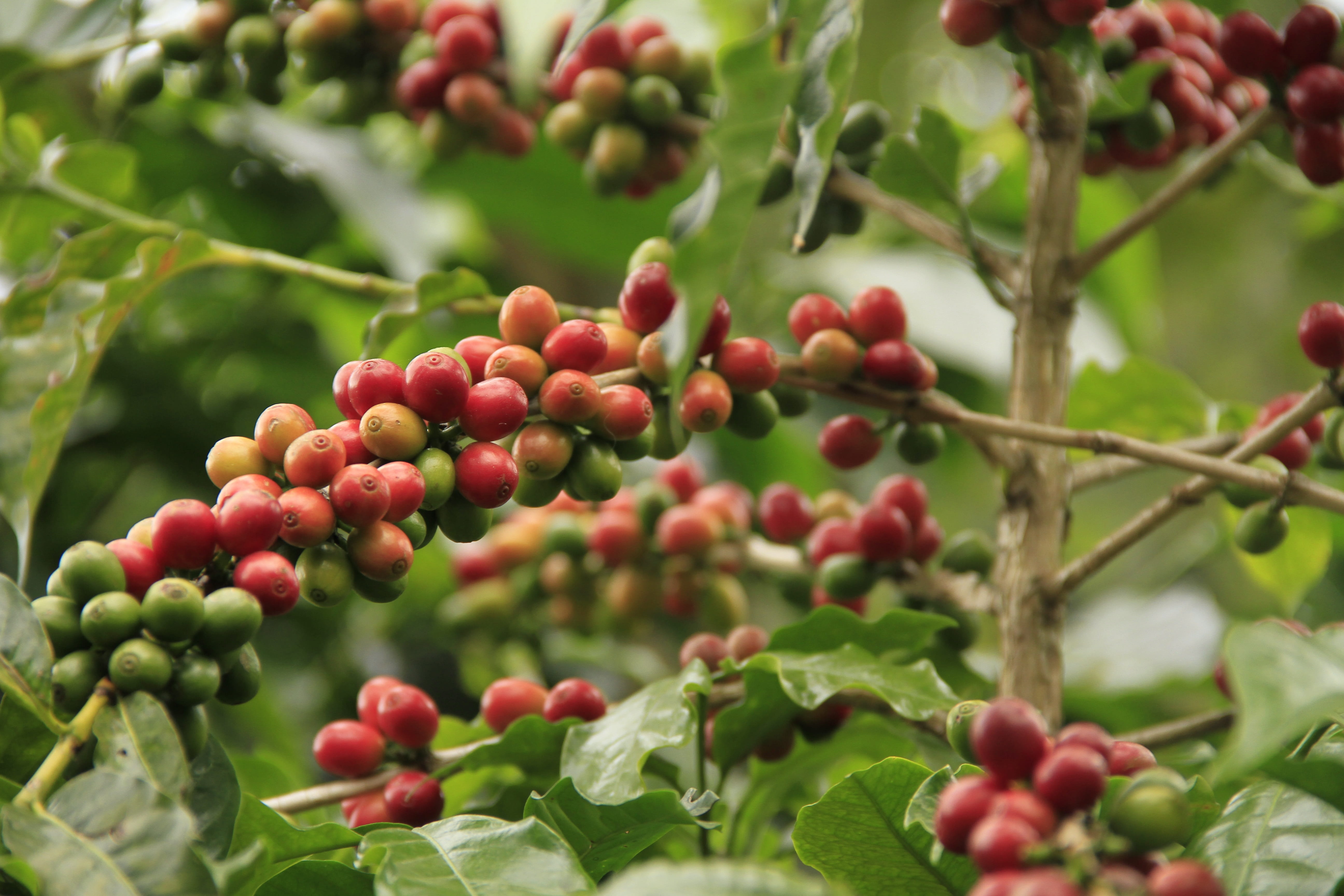green color, aromatic, 5K, coffee bean, natural, aroma, ripe, plant part, coffee, tree, beauty in nature, drink, growth, day, food, fresh, fruit coffee, HD Wallpaper