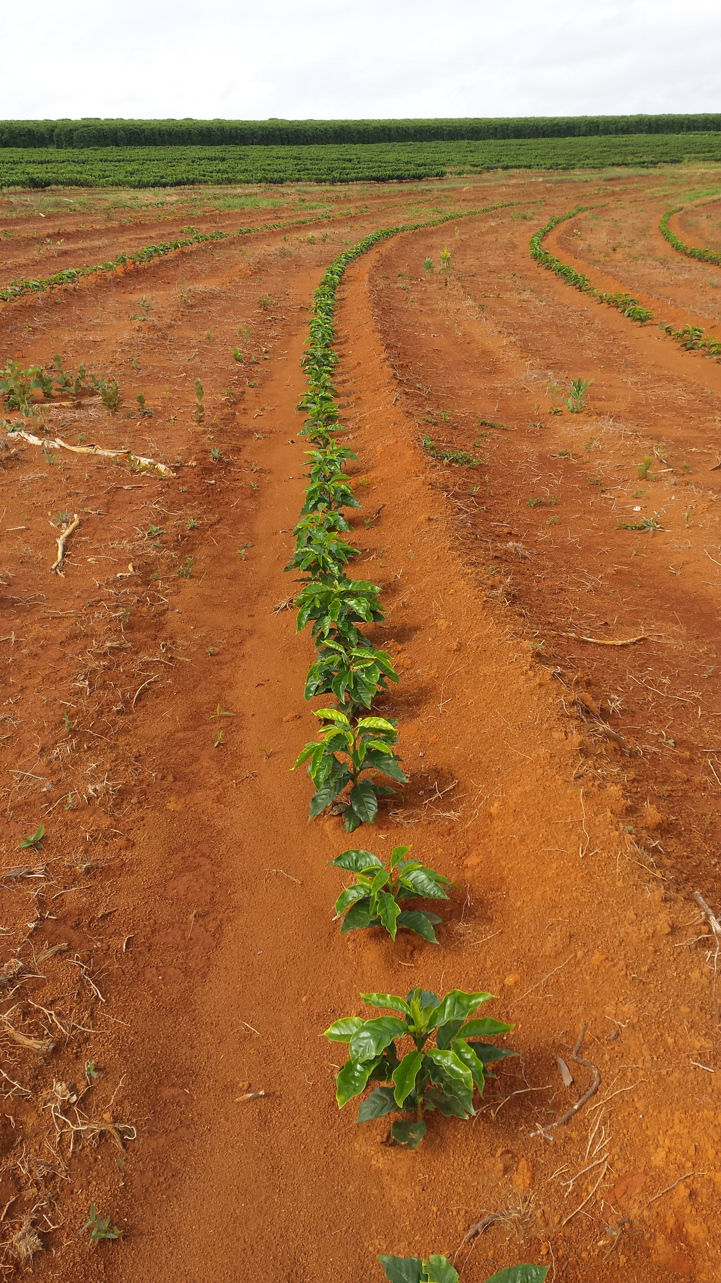 roça, plant, land, rural scene, scenics - nature, minas, sky, dirt, brazil, coffee, high angle view, environment, growth, planting, landscape, 4K, field, Phone HD Wallpaper