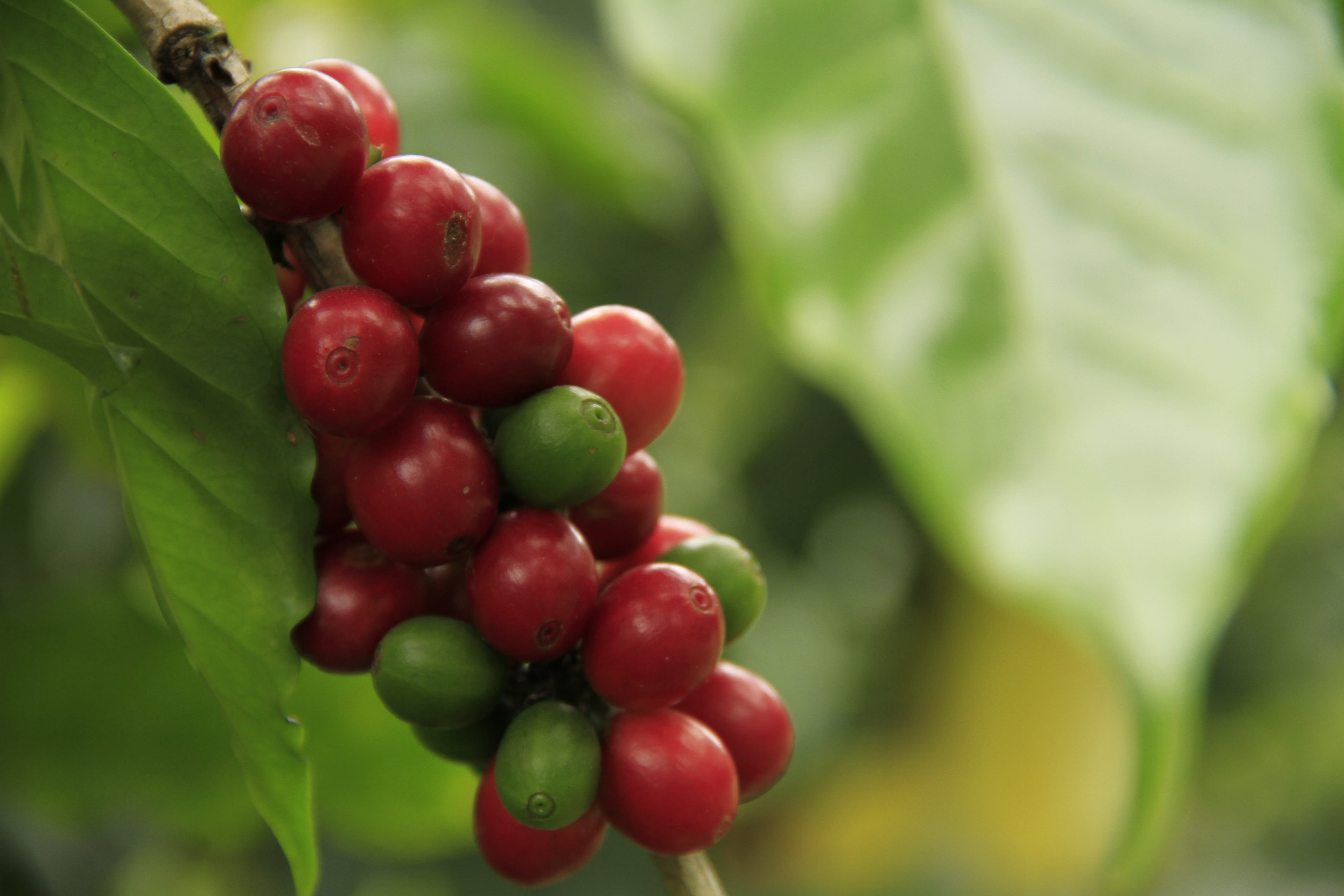 bandolas, ripe coffee, natural, food, plant, fruit, day, berry fruit, fresh, green, plantation, green color, ripe, fruit coffee, growth, healthy eating, HD Wallpaper