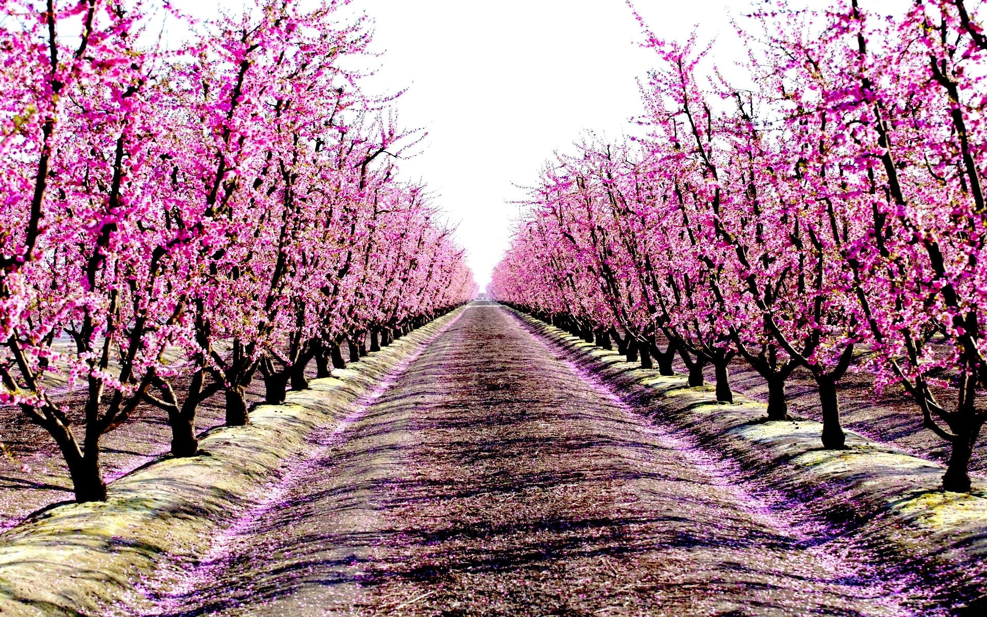 blossoms, 3d and abstract, pink, 1080P, path, trees, scented, alley, HD Wallpaper