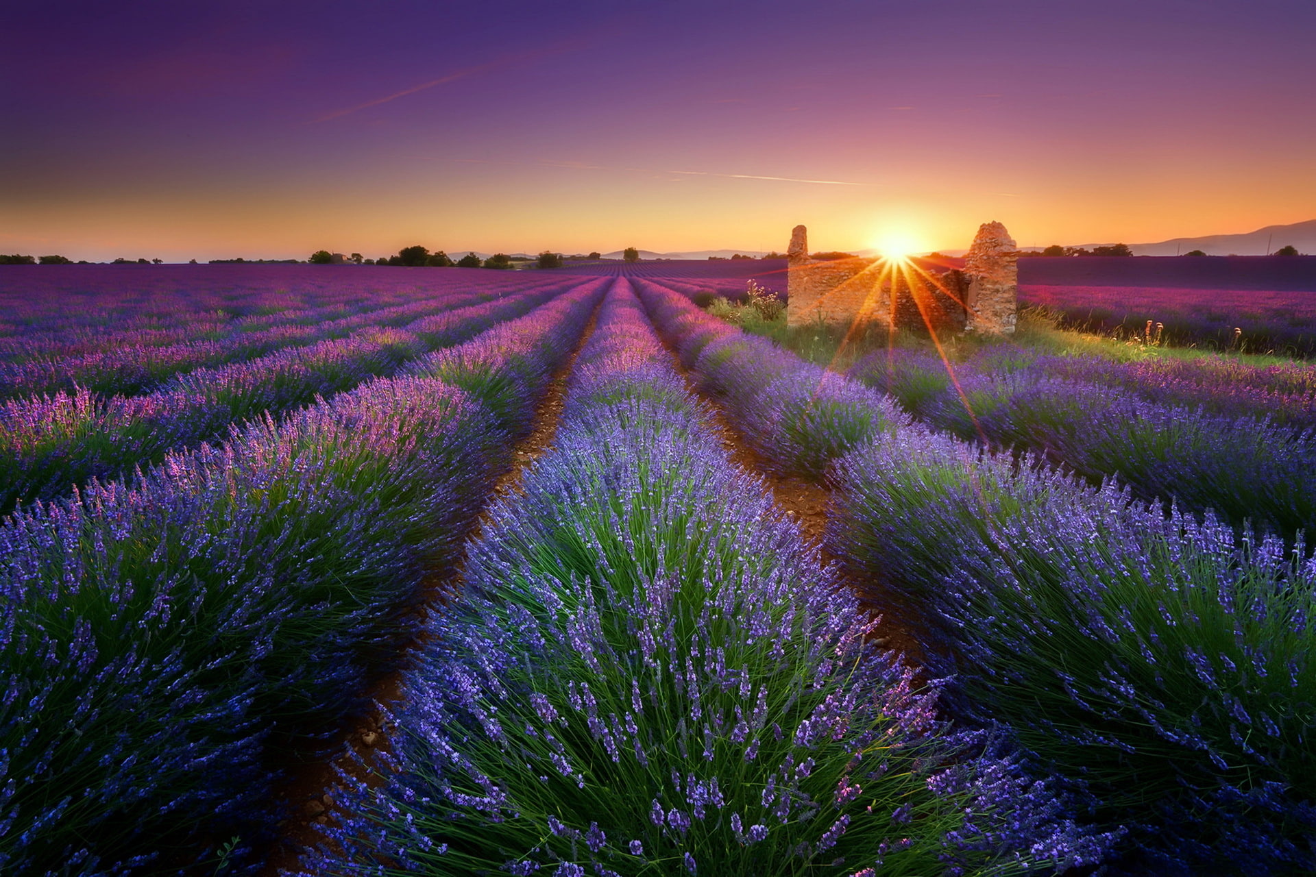 sky, flower, flowering plant, land, sunset, scenics - nature, plants, 1080P, lavender, plant, tranquility, freshness, outdoors, purple, beauty in nature, HD Wallpaper