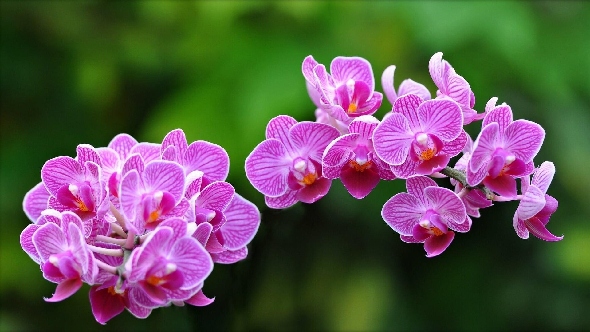 purple, green Color, freshness, close-up, growth, flower Head, leaf, summer, pink, flowers, backgrounds, branch, flowering plant, stem, springtime, macro, HD Wallpaper