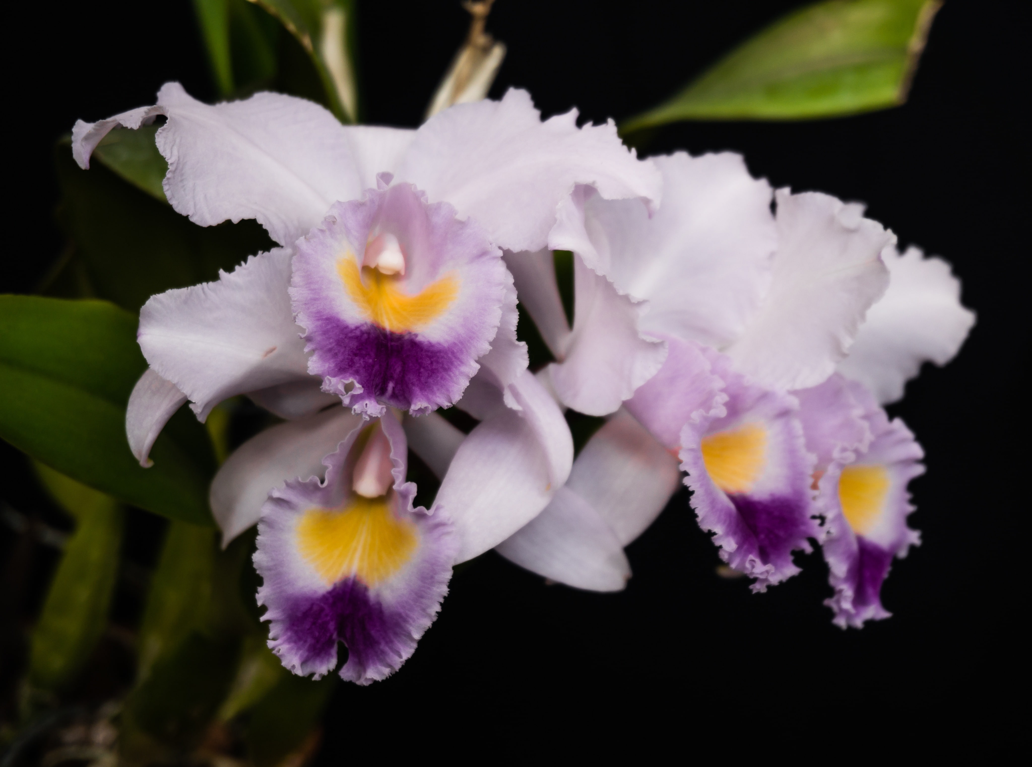 springtime, bobbestrosmm, orchidace, freshness, white color, gaskelliana, inflorescence, plant, outdoors, close-up, Nature, Flowers, black background, flower, HD Wallpaper