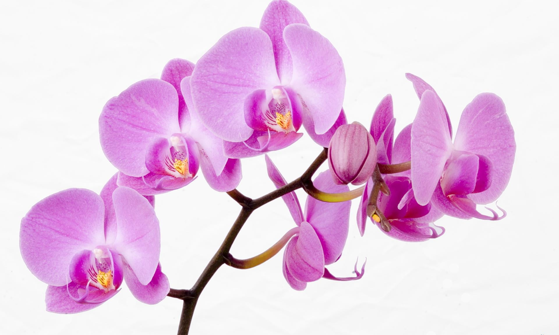 purple, no People, pink Color, botany, backgrounds, orchids, focus on foreground, isolated, stem, tree, flower, pollen, softness, twig, studio shot, petal, HD Wallpaper
