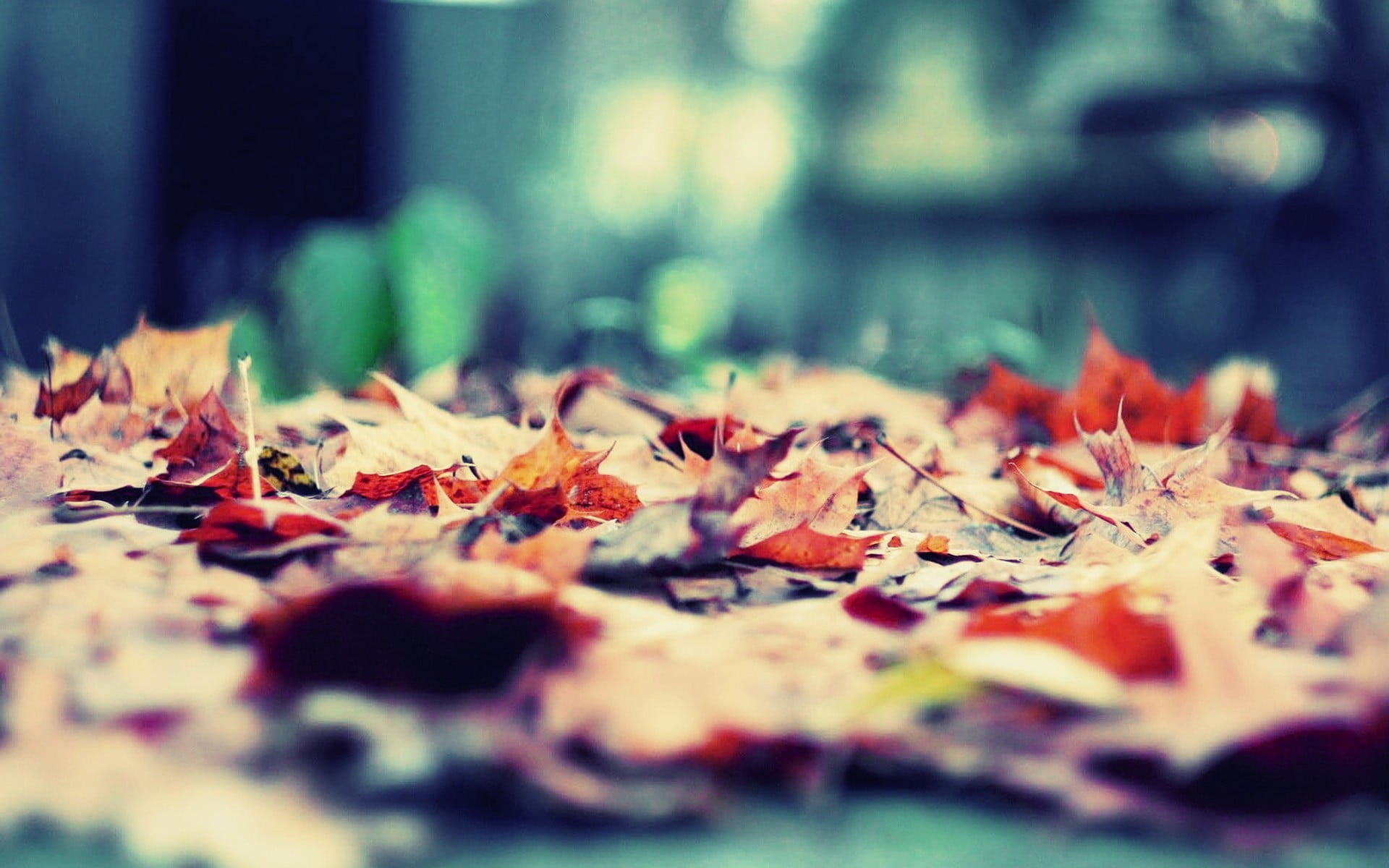 colors, october, outdoors, no People, nature, dry, falling, maple, leaves, 1080P, abstract, green Color, multi Colored, maple Tree, natural condition, HD Wallpaper