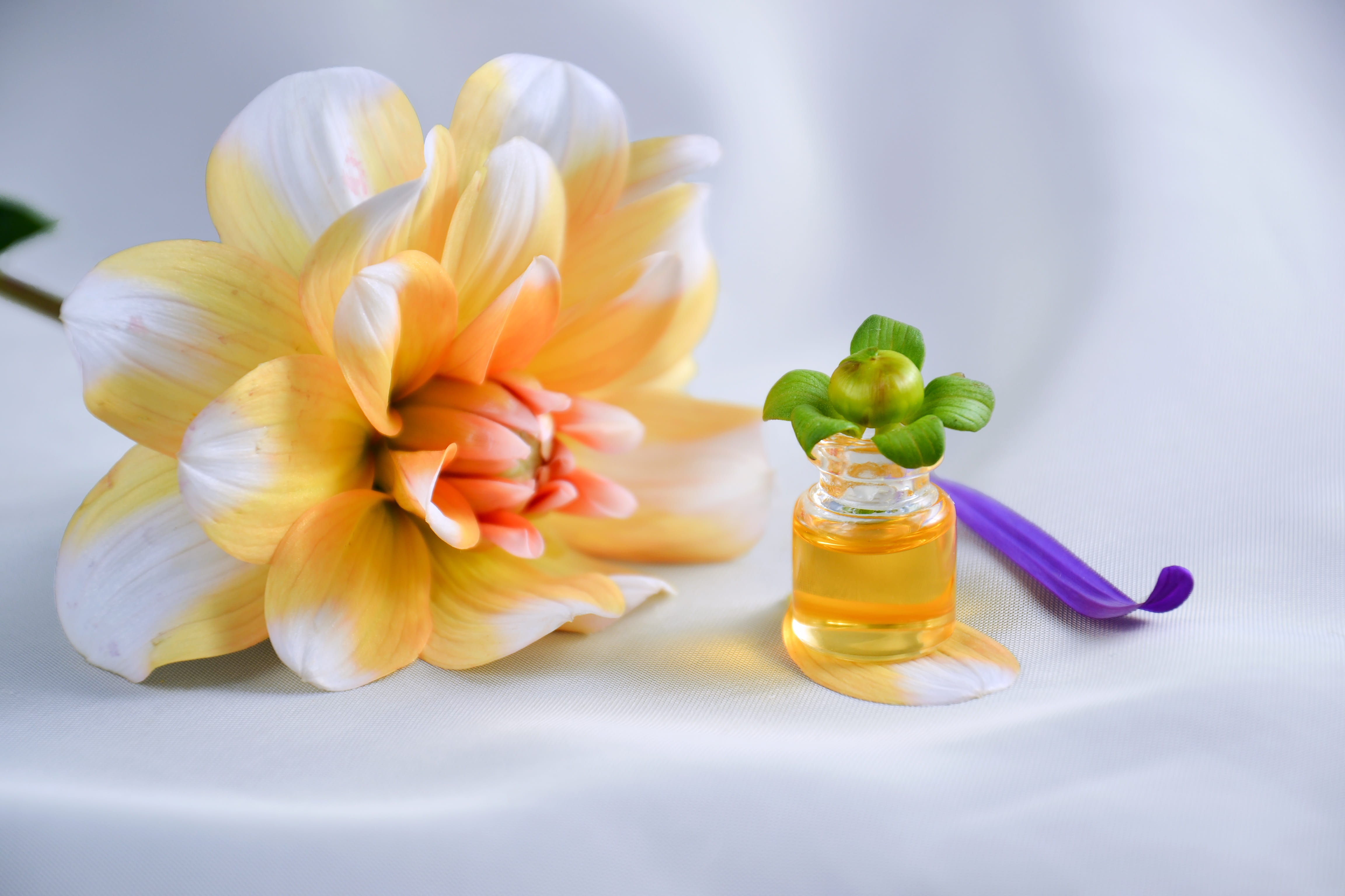 aromatherapy, studio shot, yellow, food and drink, no people, vulnerability, close-up, aroma, essential oil, nature, petals, food, oil, relaxation, purple, HD Wallpaper