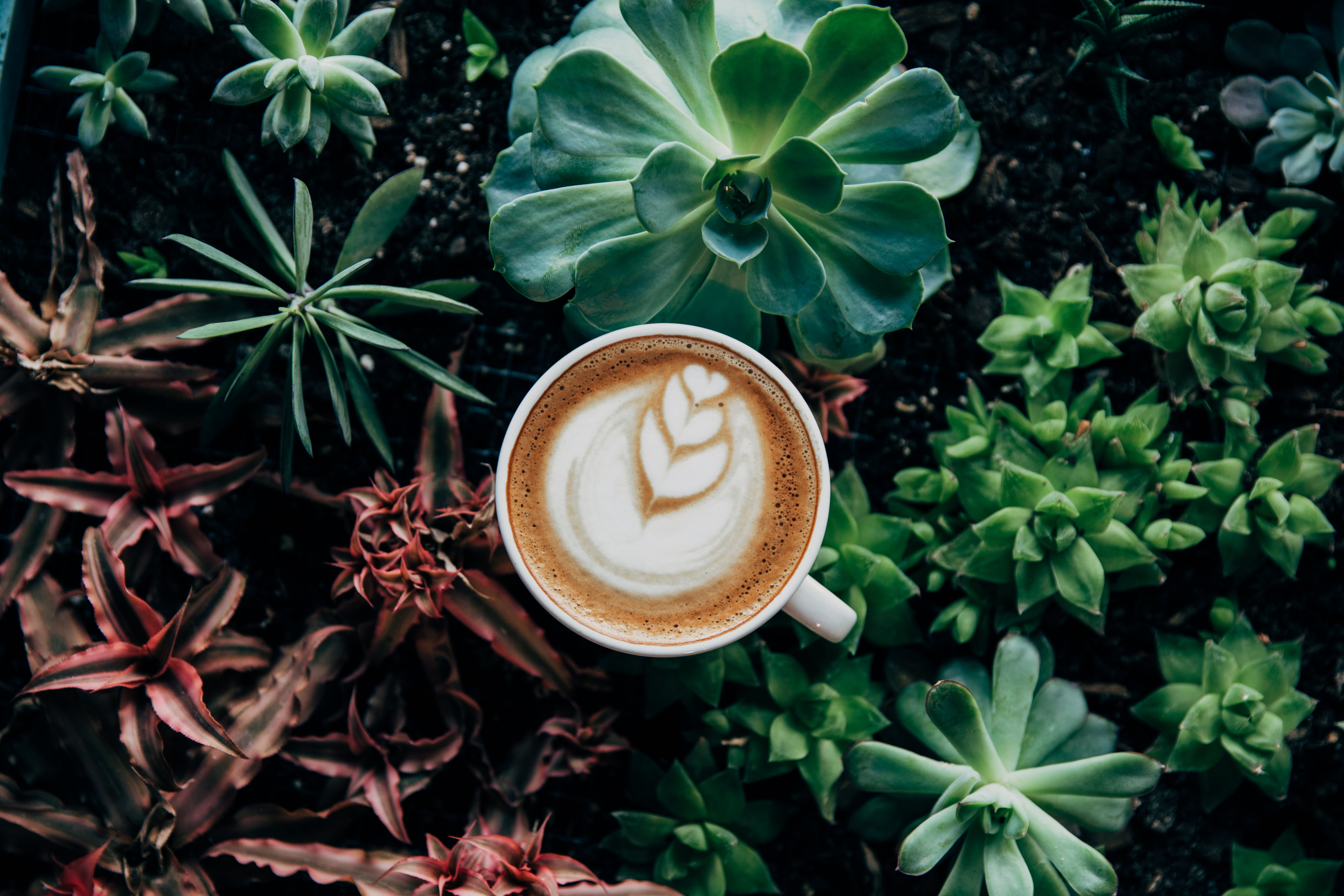 scented, backgrounds, morning, refreshment, coffee - Drink, hot drink, frothy Drink, crockery, coffee Cup, plant, freshness, close-up, bean, latte, ceramic, HD Wallpaper