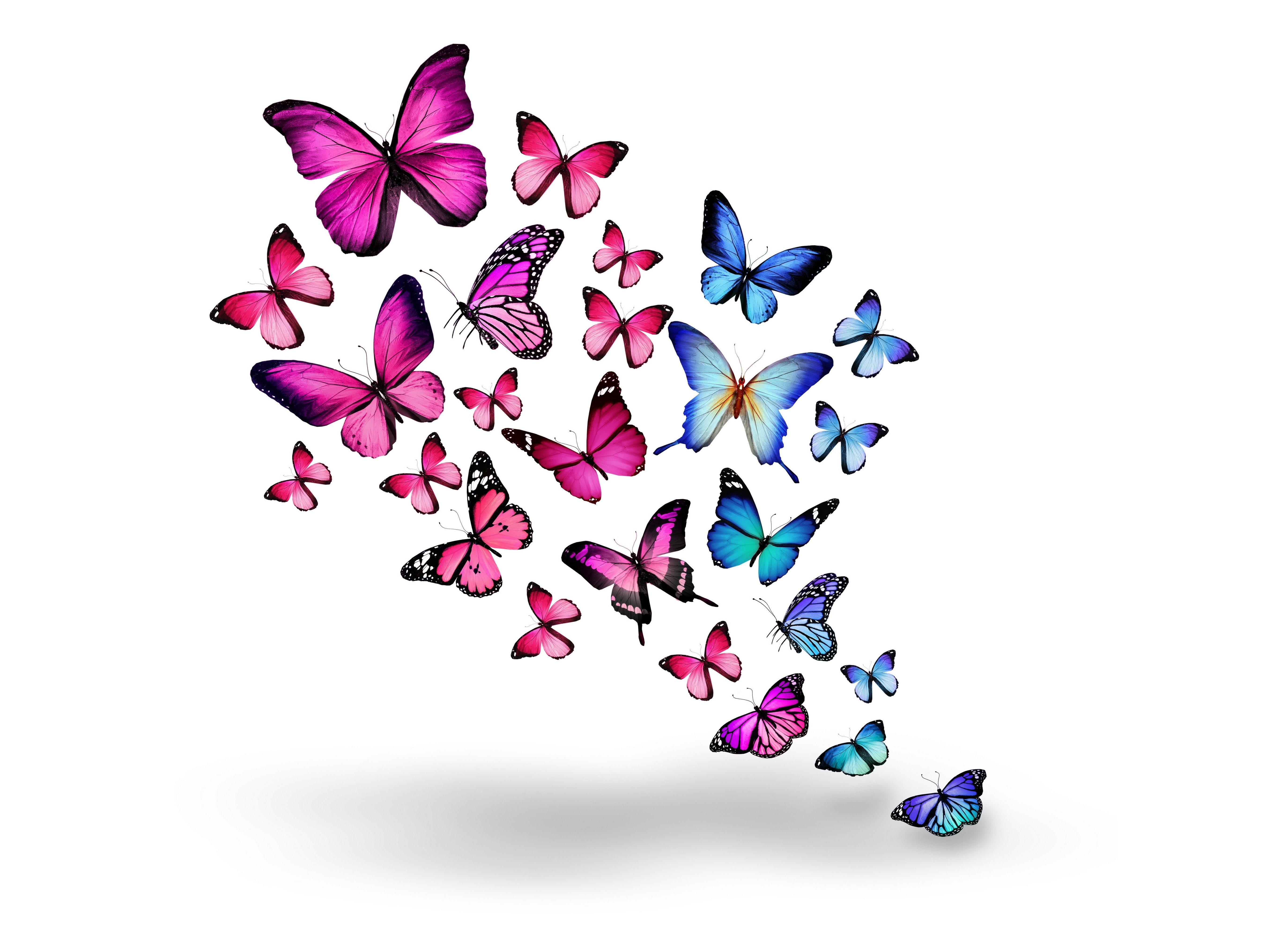 bokeh, high angle view, flowering plant, white background, animals, cut out, indoors, variation, no people, large group of objects, directly above, butterflies, HD Wallpaper