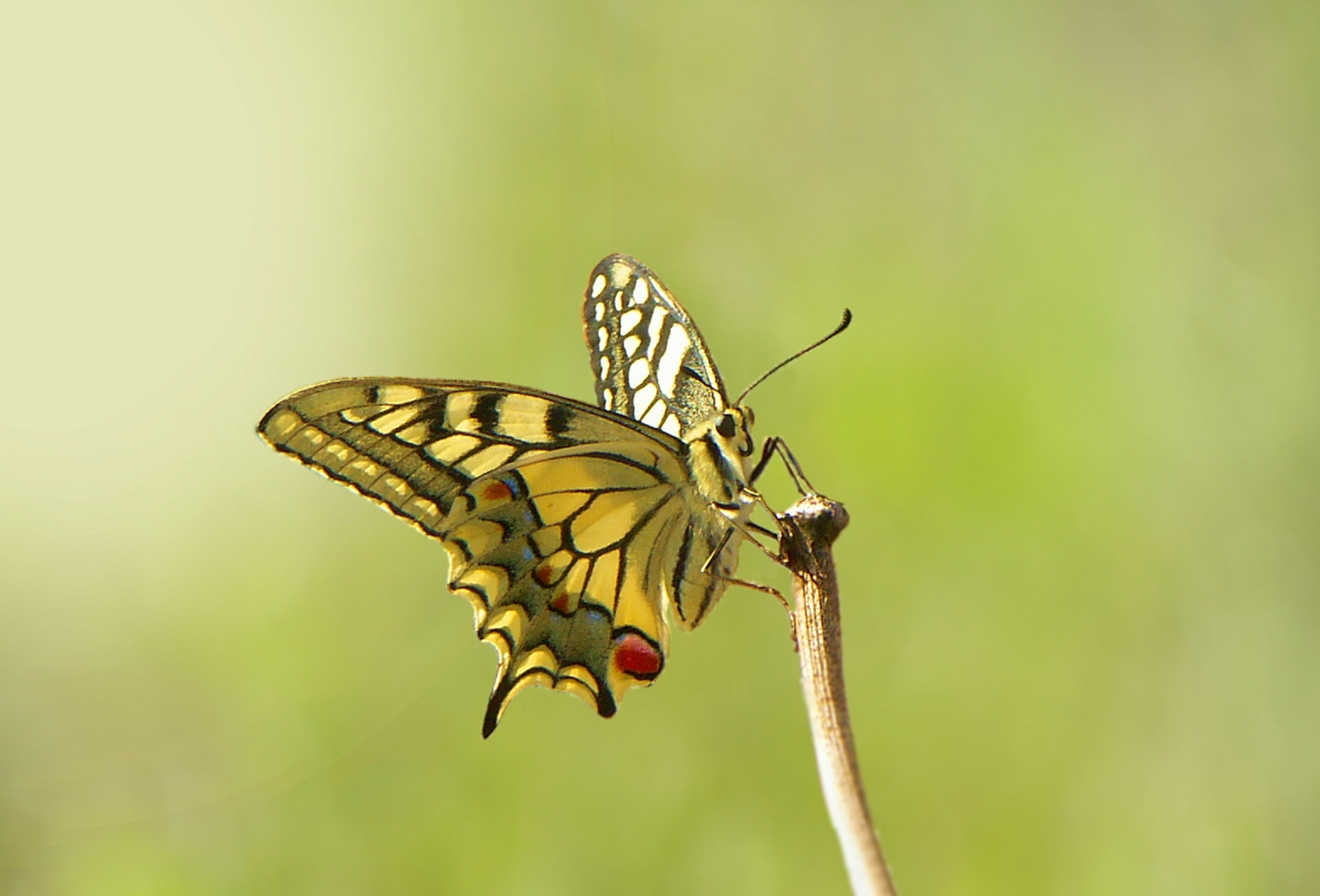 beauty in nature, animal, animals in the wild, nature, focus on foreground, invertebrate, 1080P, plant, one animal, butterfly - insect, macro, yellow, HD Wallpaper