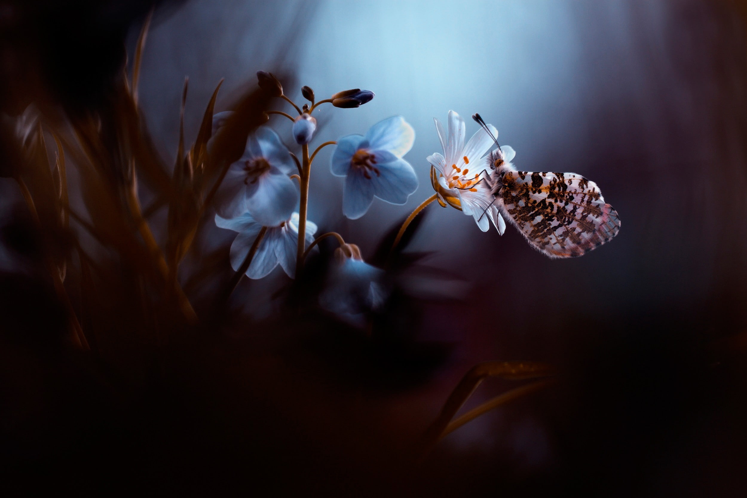 flowering plant, inflorescence, insect, selective focus, 1080P, petal, freshness, white color, flower head, growth, flower, no people, flowers, butterfly, HD Wallpaper
