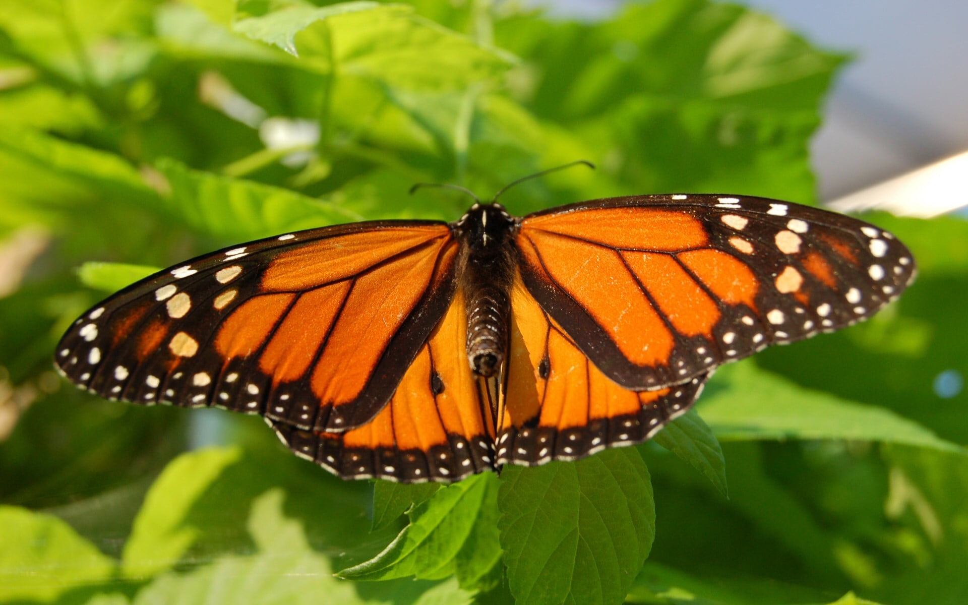 outdoors, day, leaf, leaves, animals in the wild, beauty in nature, animal markings, butterfly - insect, animal wing, pollination, no people, focus on foreground, HD Wallpaper