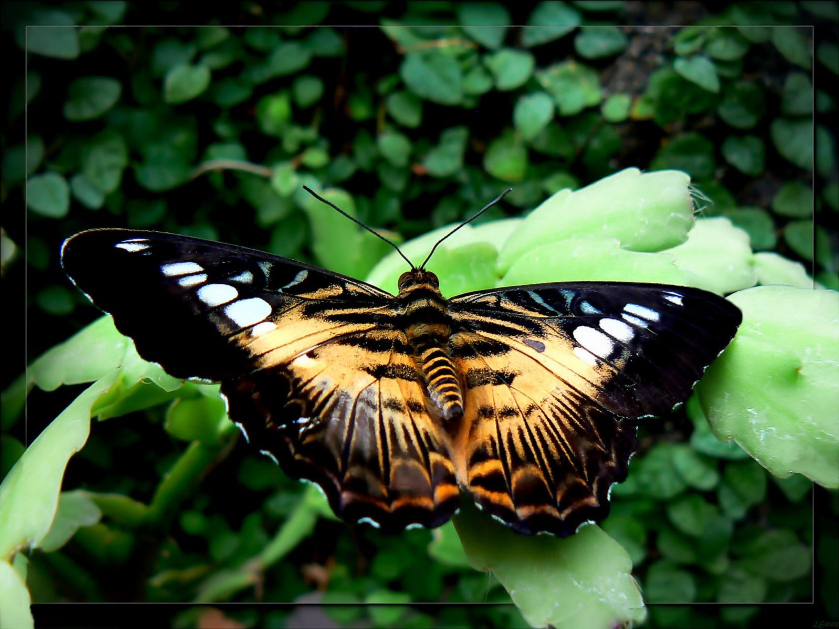 720P, butterfly, insect, animals, HD Wallpaper