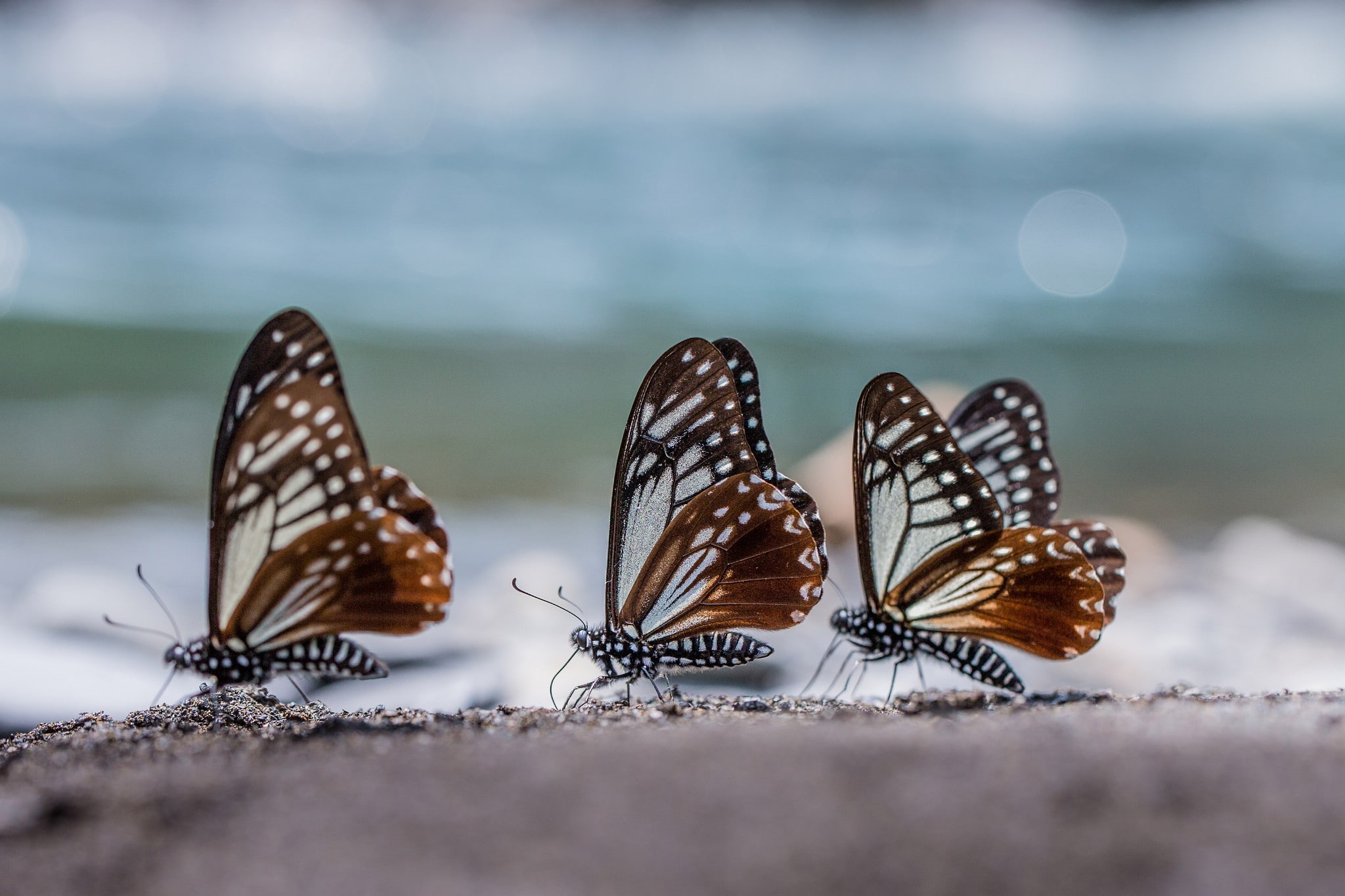 butterfly, 1080P, insect, HD Wallpaper