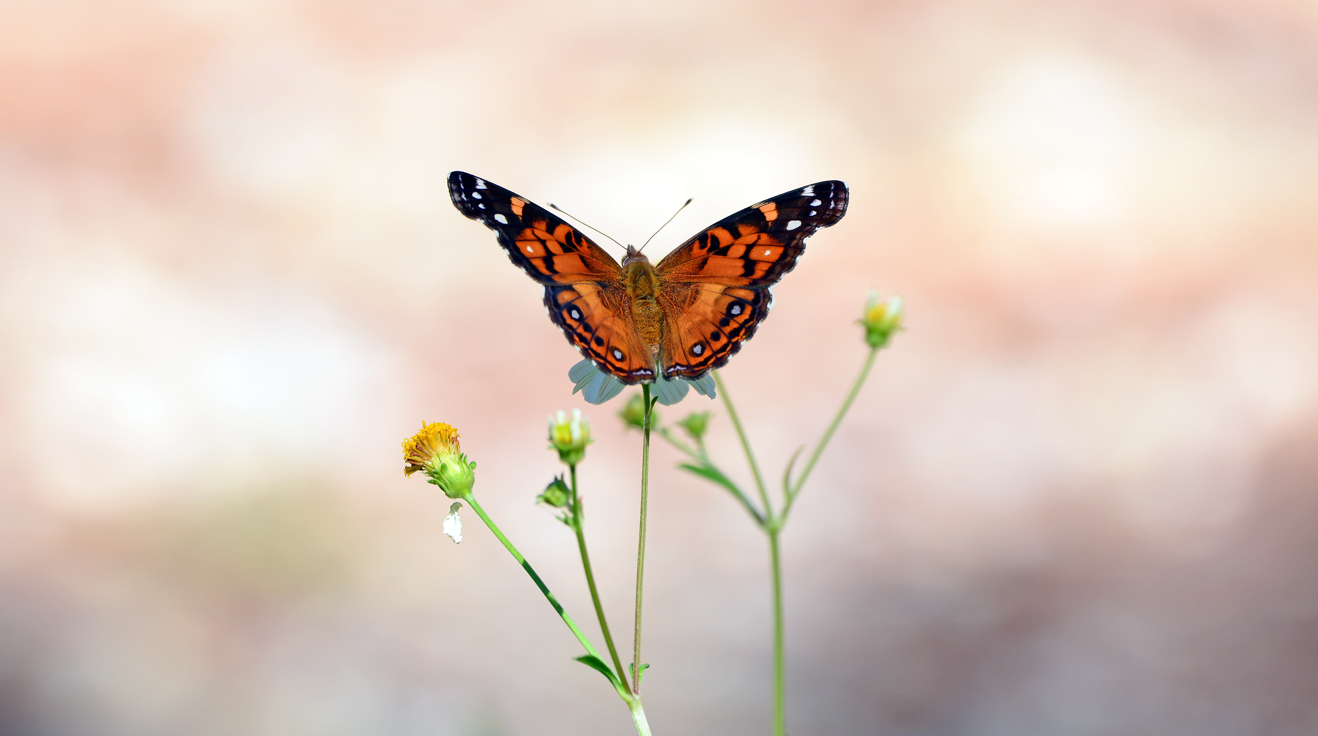 macro, butterfly, 5K, insect, HD Wallpaper