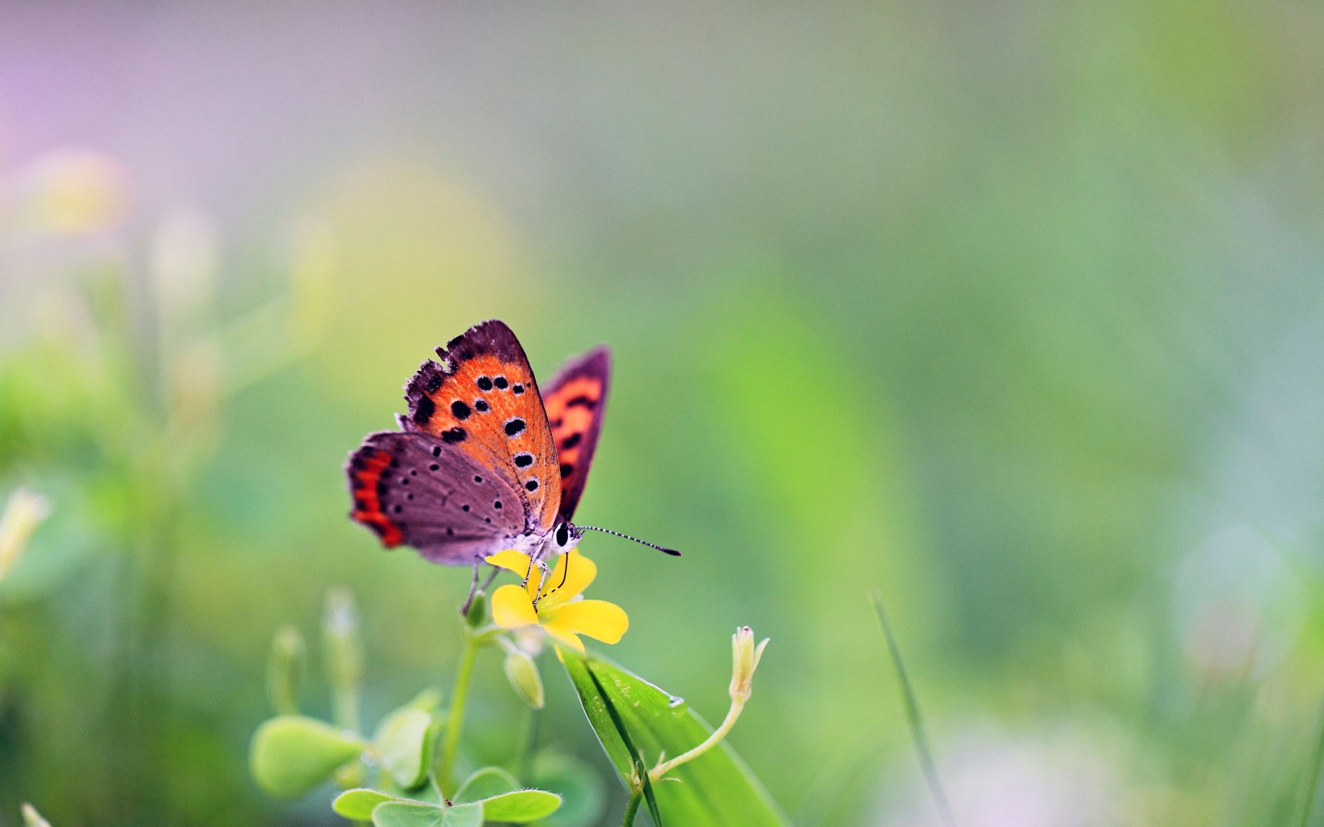 insect, 1080P, butterfly, animals, flowers, HD Wallpaper