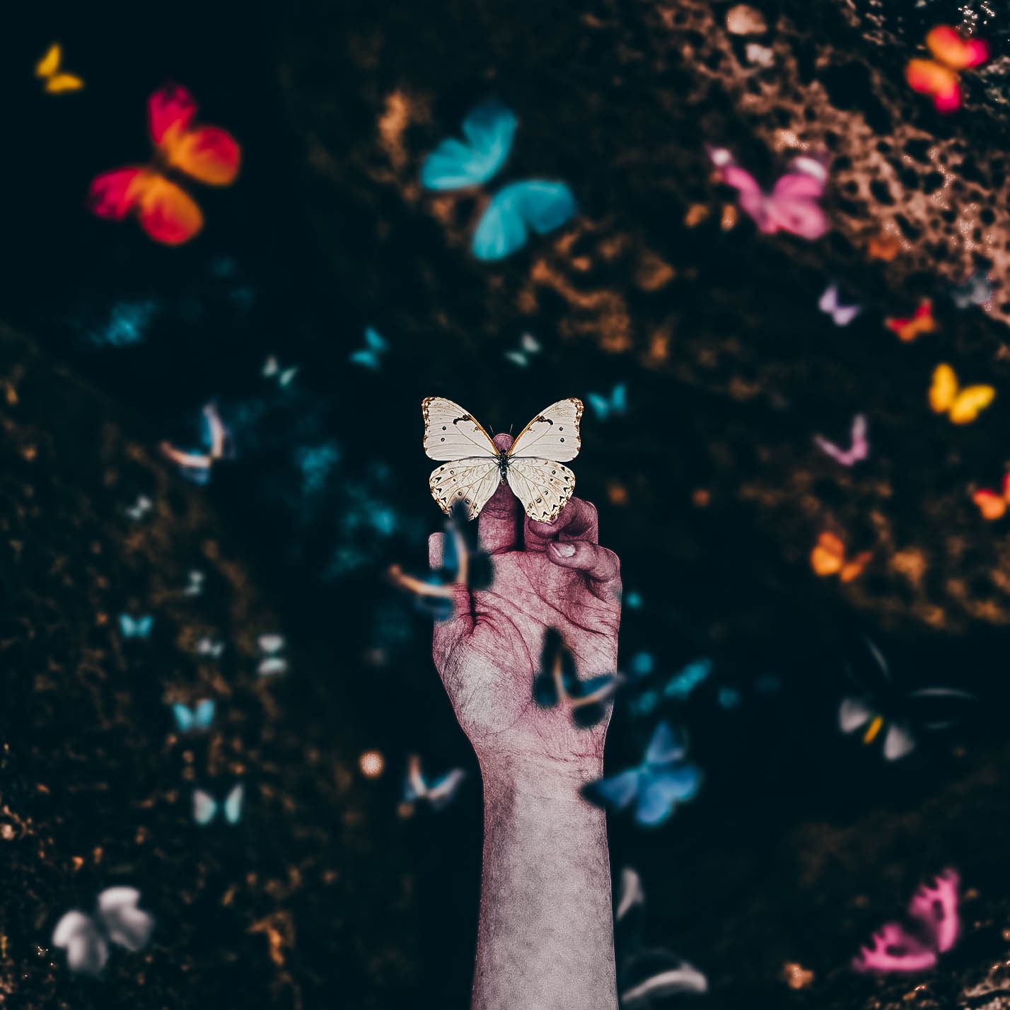 body part, focus on foreground, real people, hand, hands, holding, day, 720P, leisure activity, one person, unrecognizable person, human limb, butterfly, Phone HD Wallpaper
