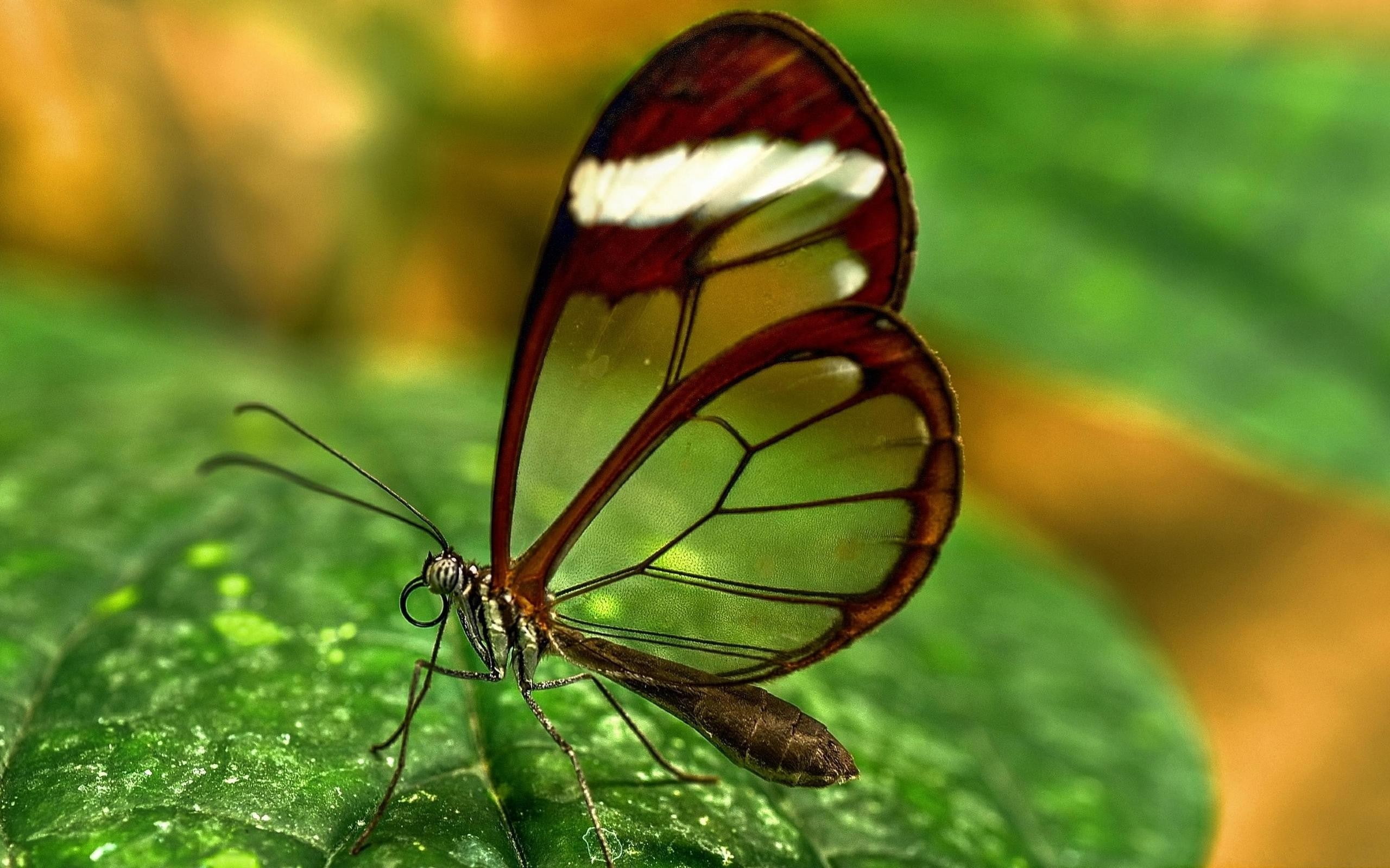 animals, butterfly, 2K, insect, HD Wallpaper
